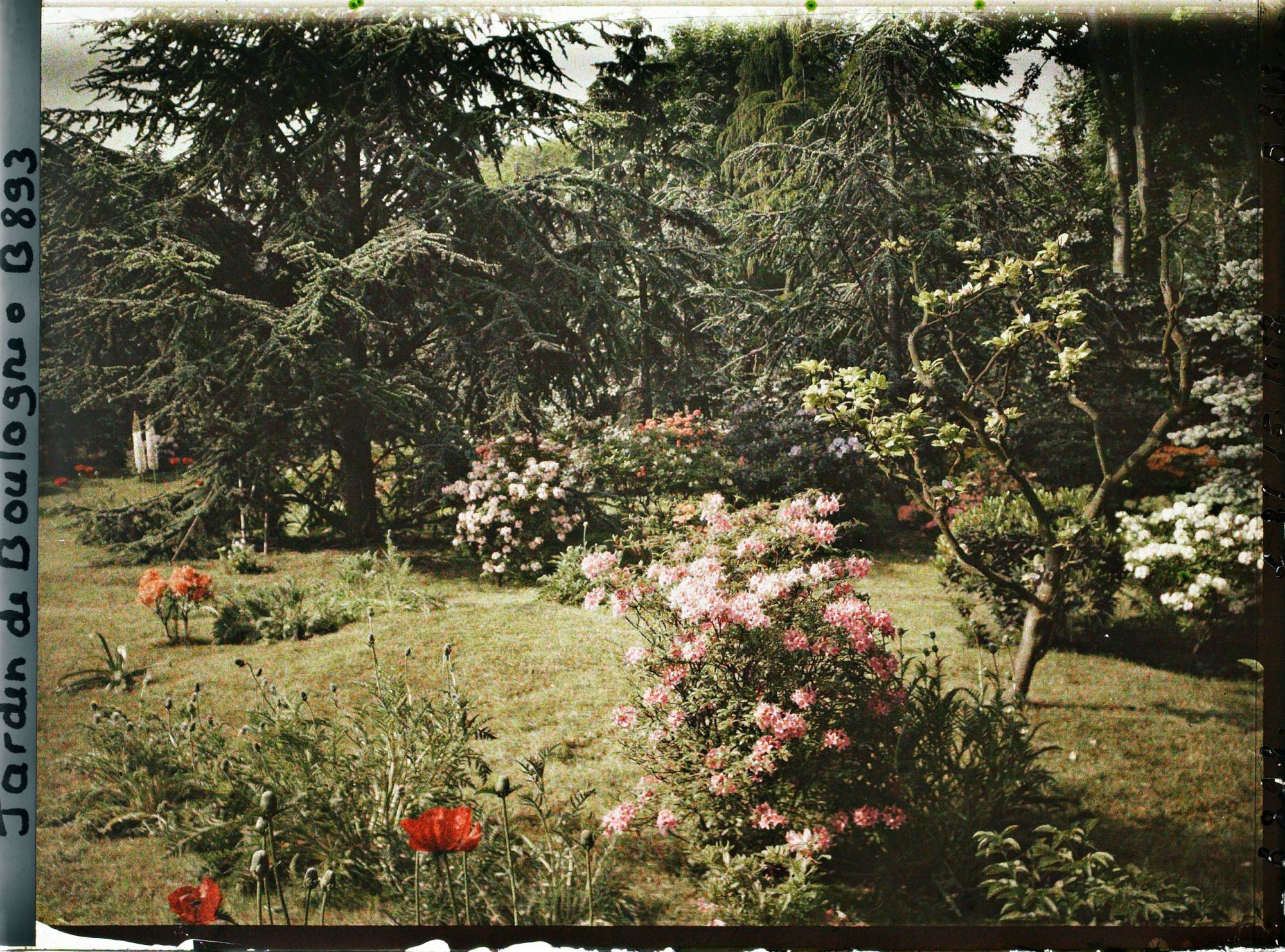 Image représentant Azalées et rhodos près de la forêt bleue et du marais