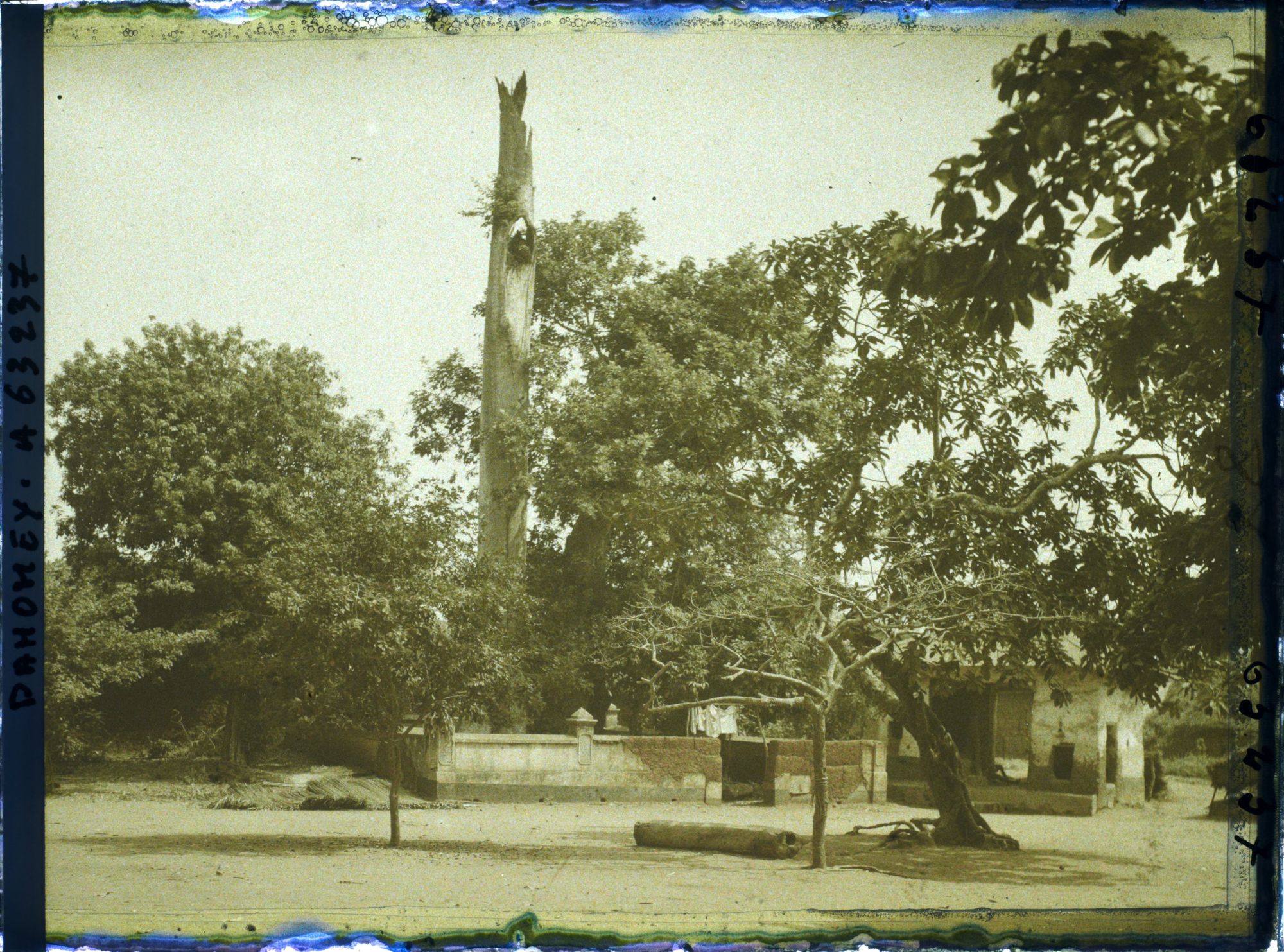 Image représentant Un chronoxyle d'Iroko (ou milicia exclesa) sacré ou arbre fétiche