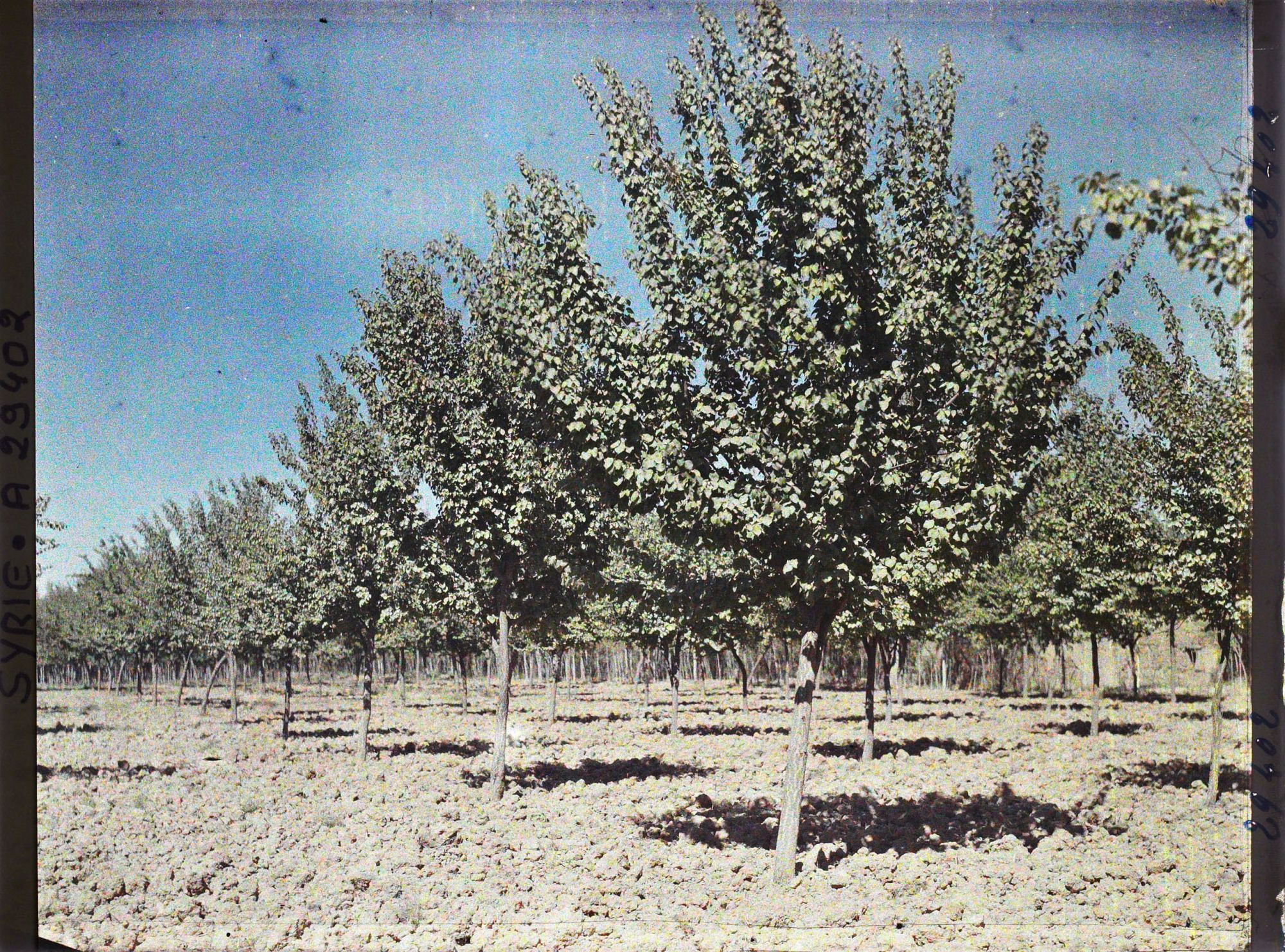 Image représentant Plantation irriguée d'abricotiers