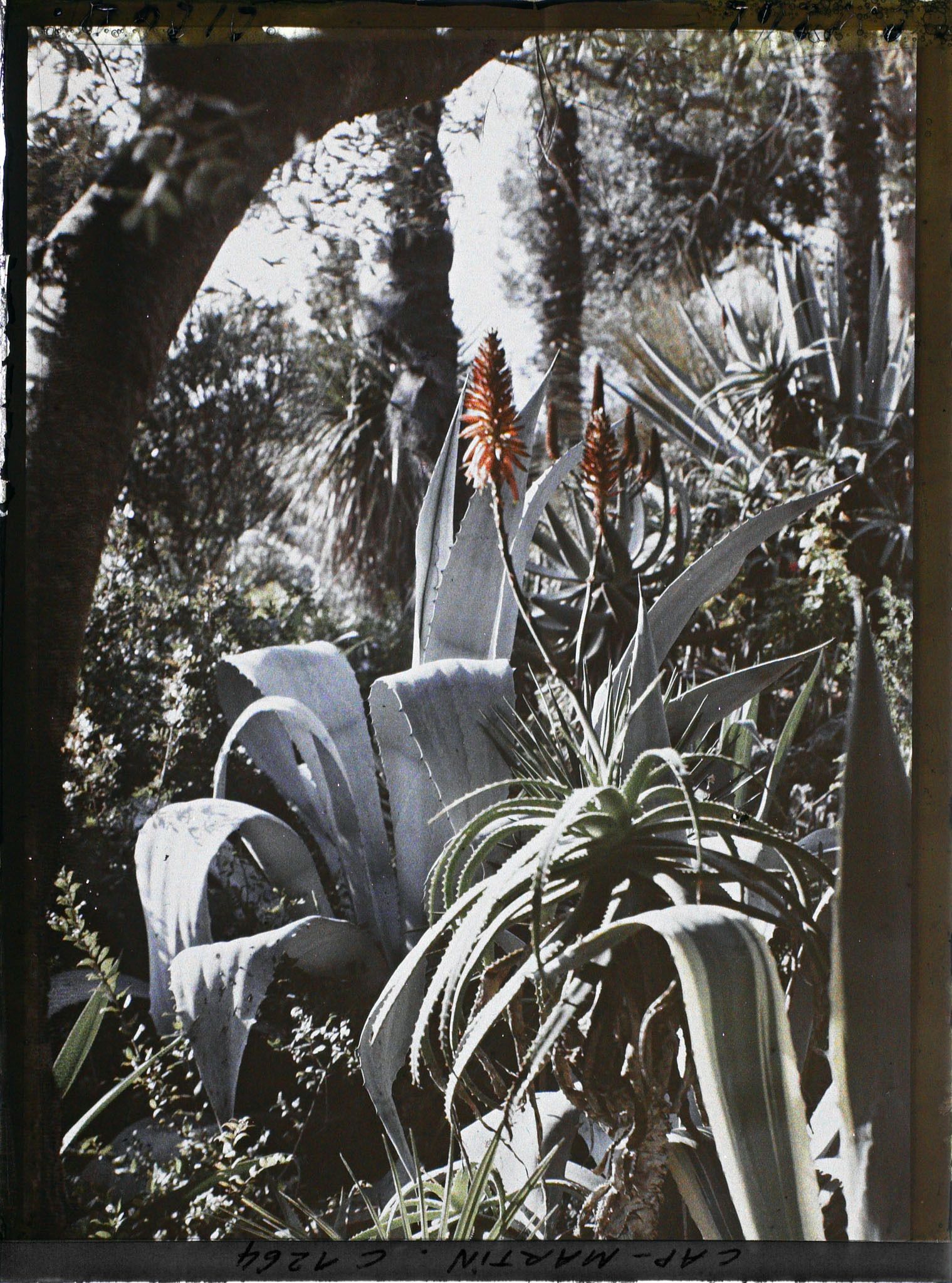 Image représentant le Jardin