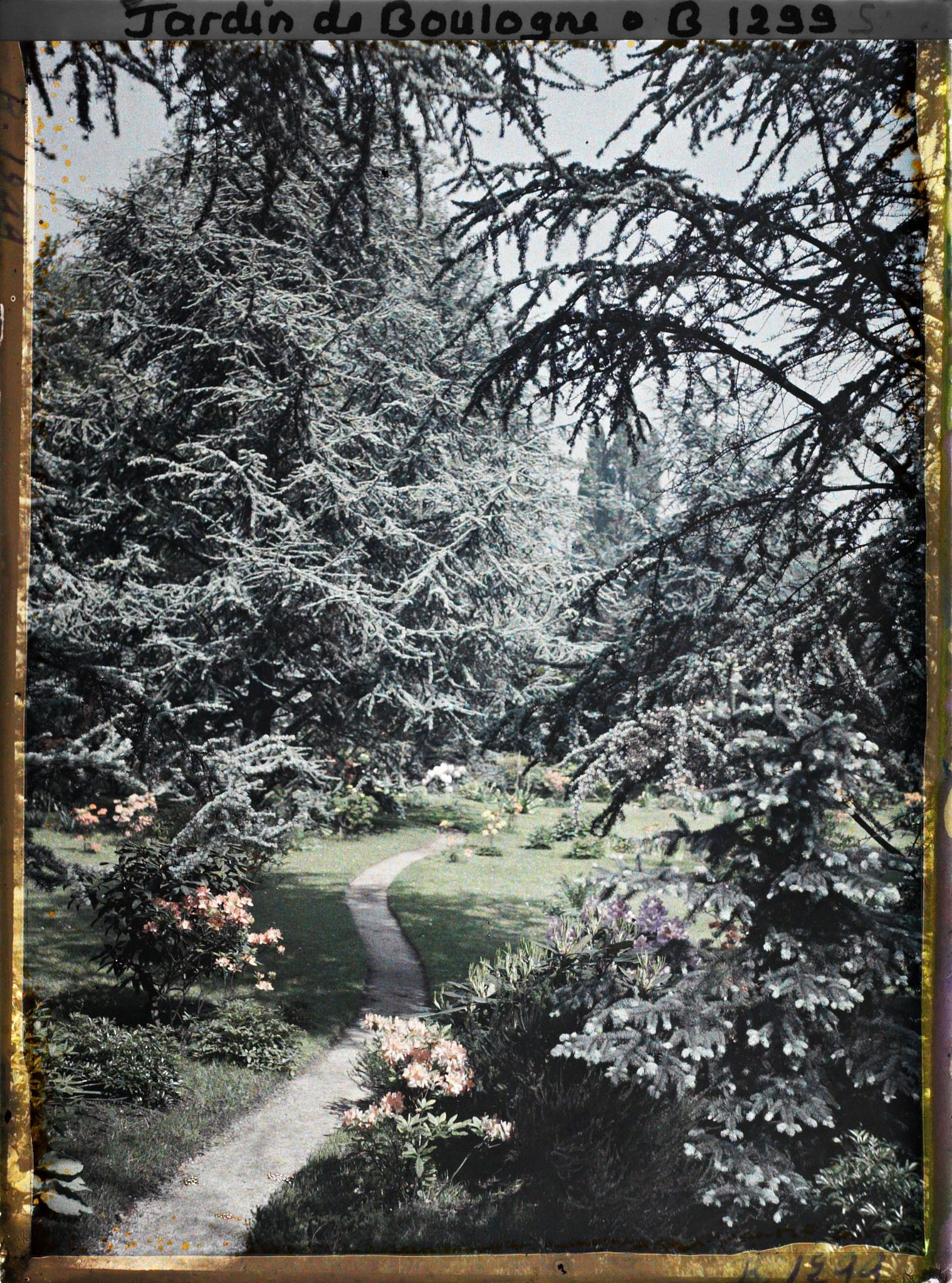 Image représentant Cèdres et azalées au bord du chemin qui serpente vers l'ouest près du marais et de la forêt bleue