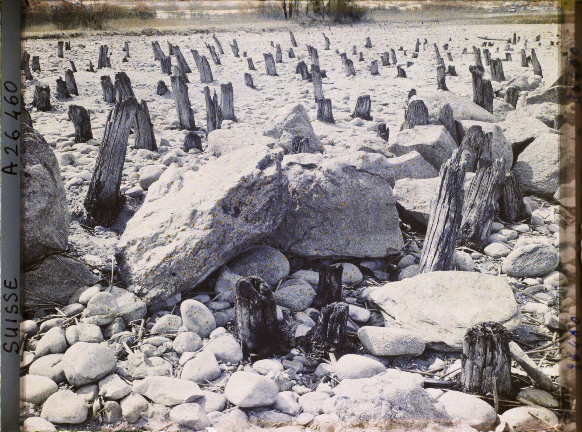 Image représentant Site palafittique préhistorique des Alpes, pieux en bois visibles lors de la baisse des eaux après la grande sécheresse de 1921
