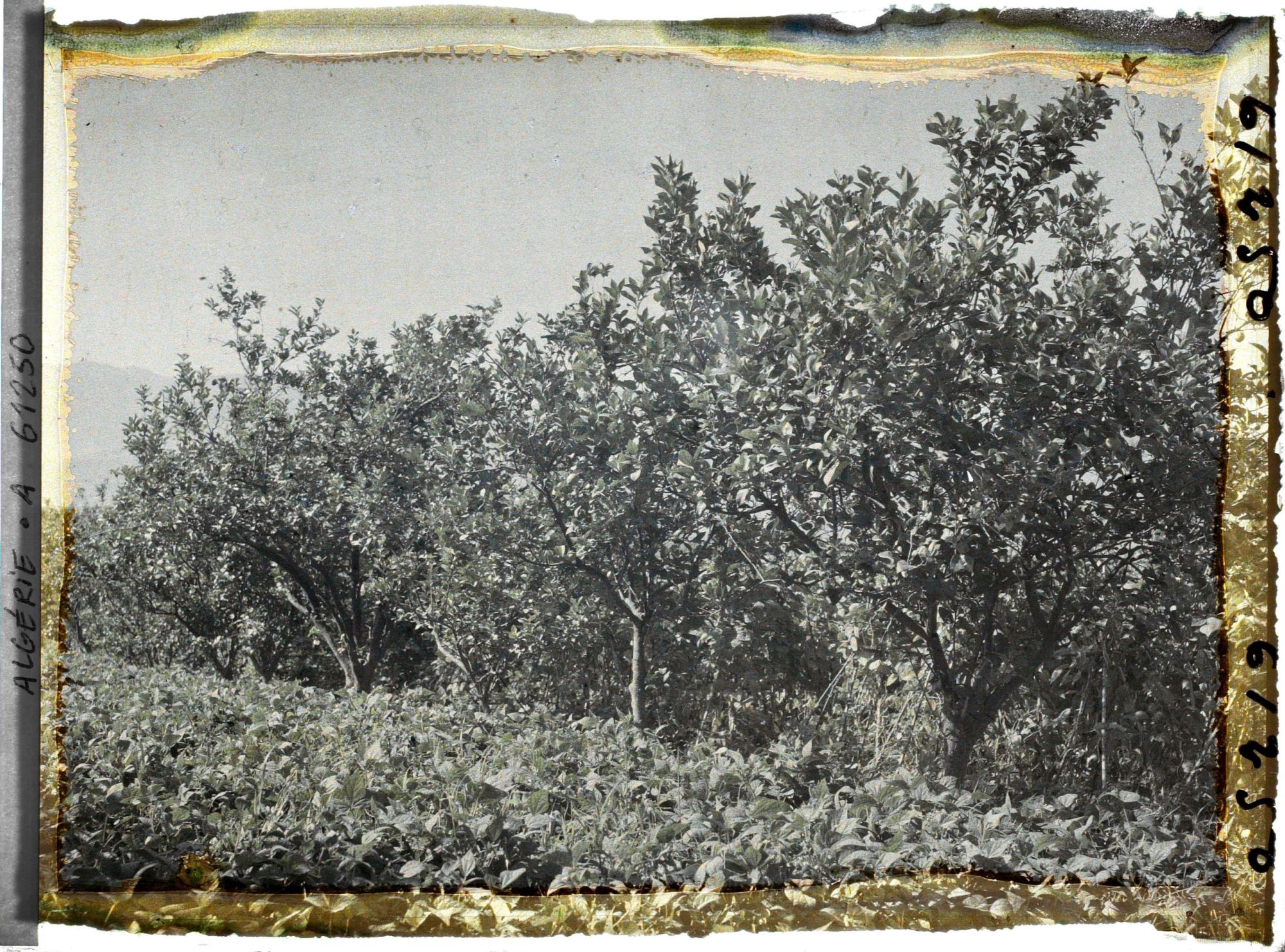 Image représentant Plantation de citronniers avec au pied des haricots