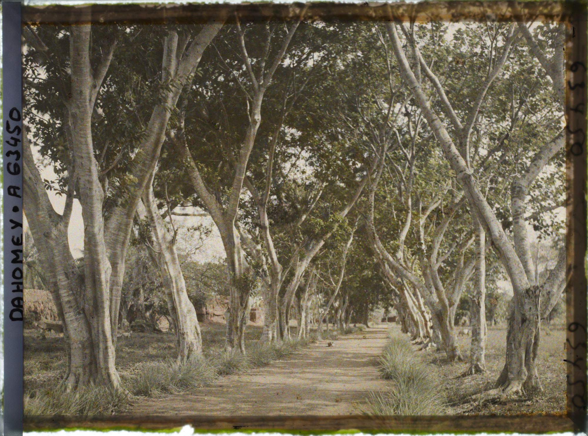 Image représentant Une allée près du mur d'enceinte du palais de  null Guézo