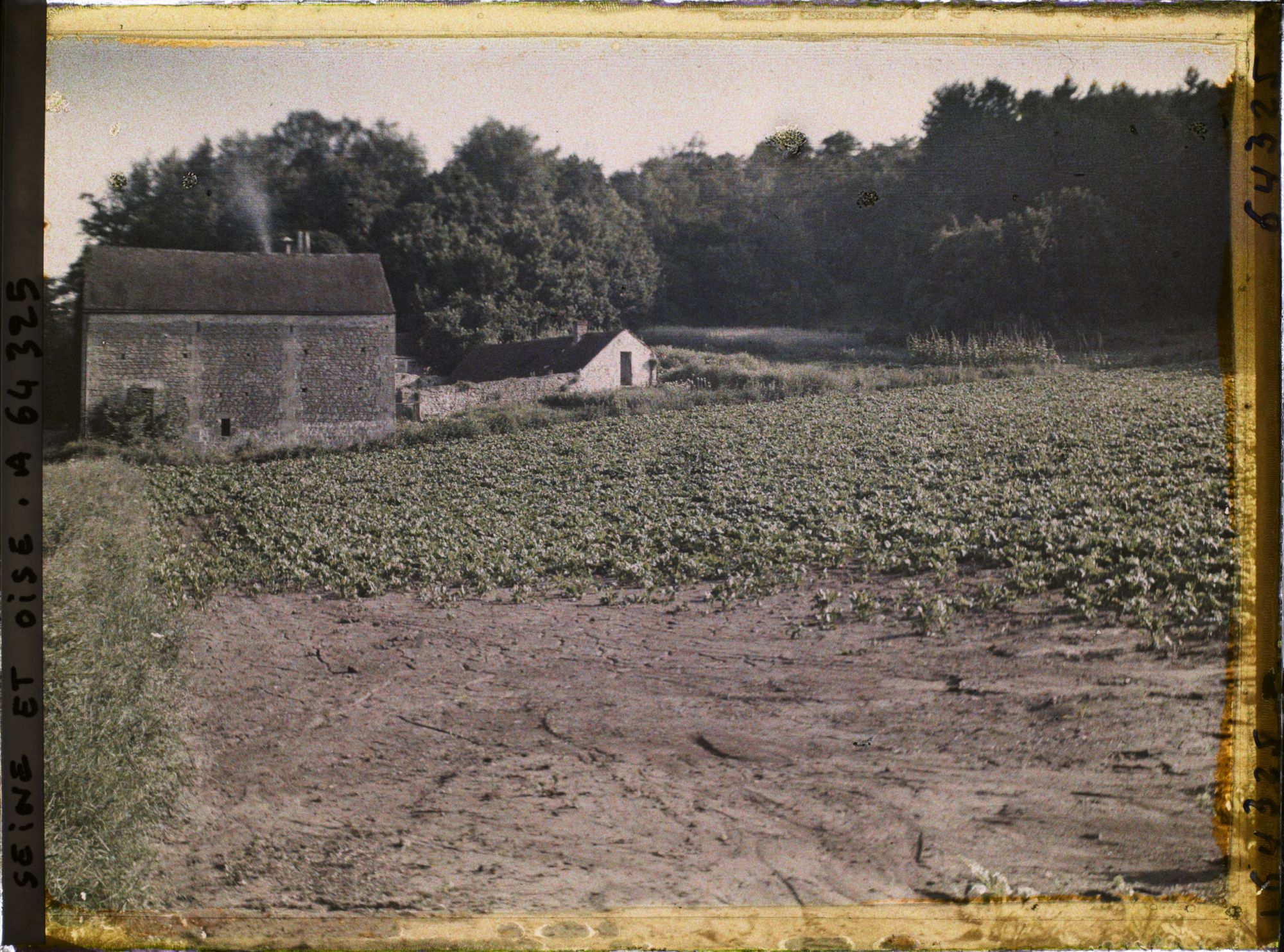 Image représentant Ile de France, Vallangoujard, Champ de betteraves à moitié détruit par l'Orage (suite au N° 62776)