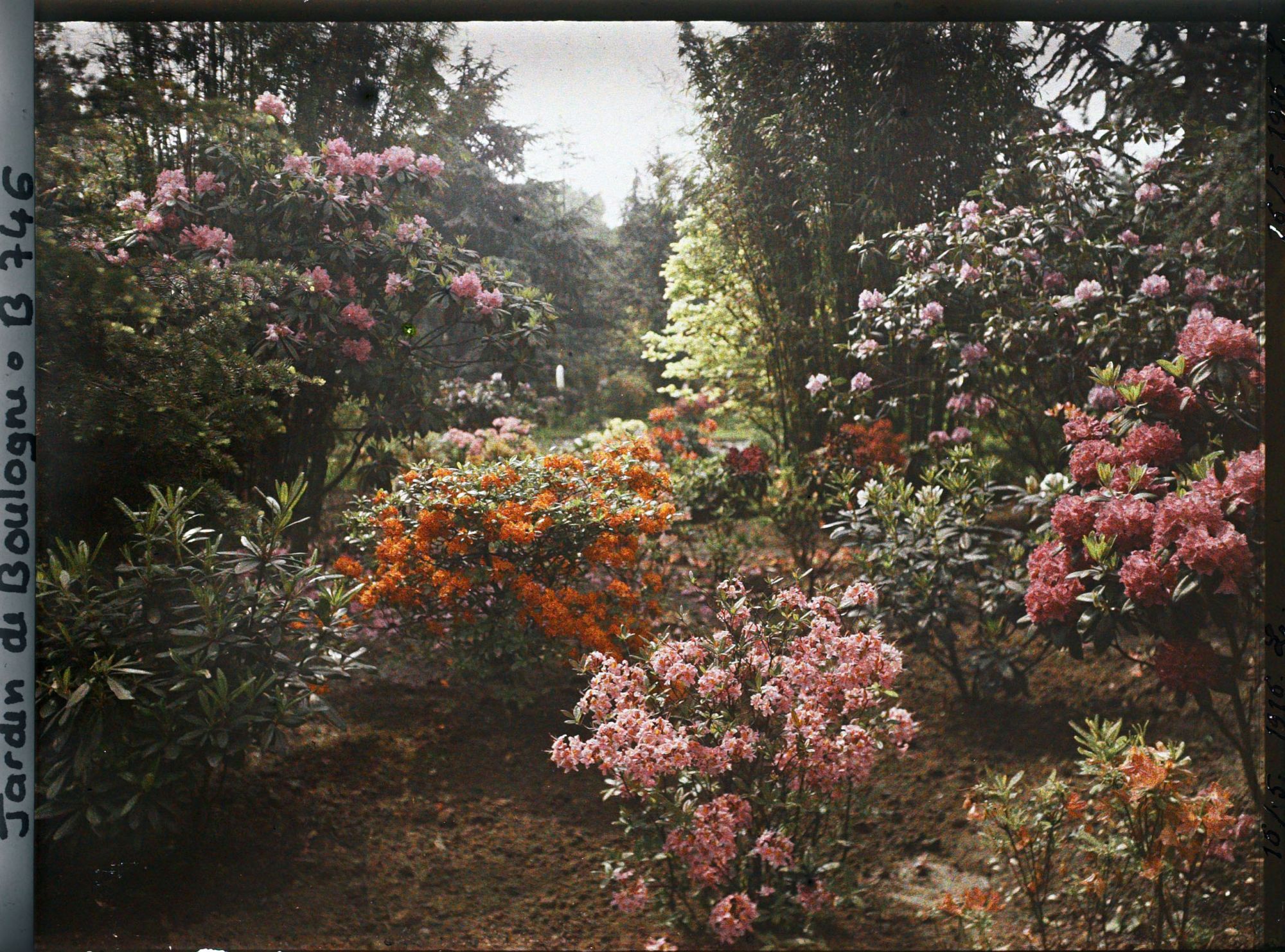 Image représentant Azalées près du Marais