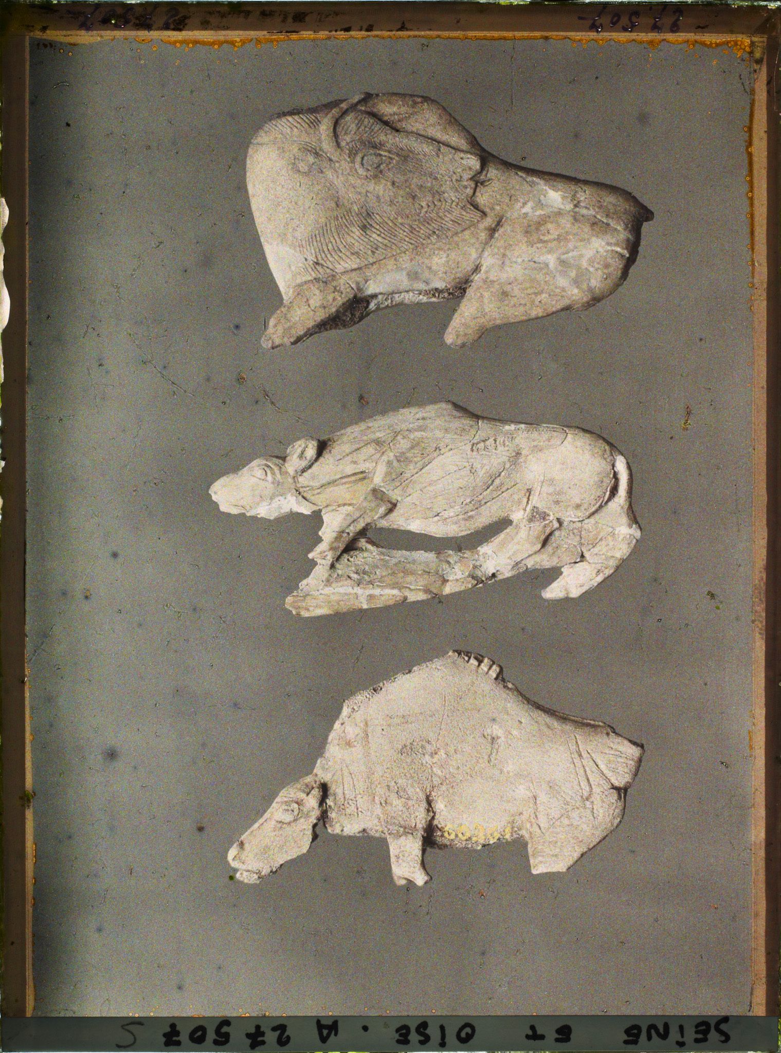 Image représentant France, St Germain-en-Laye, Bison à tête retournée 56873, Hyène en ivoire 60362, Bison tête basse 60361. La Madeleine