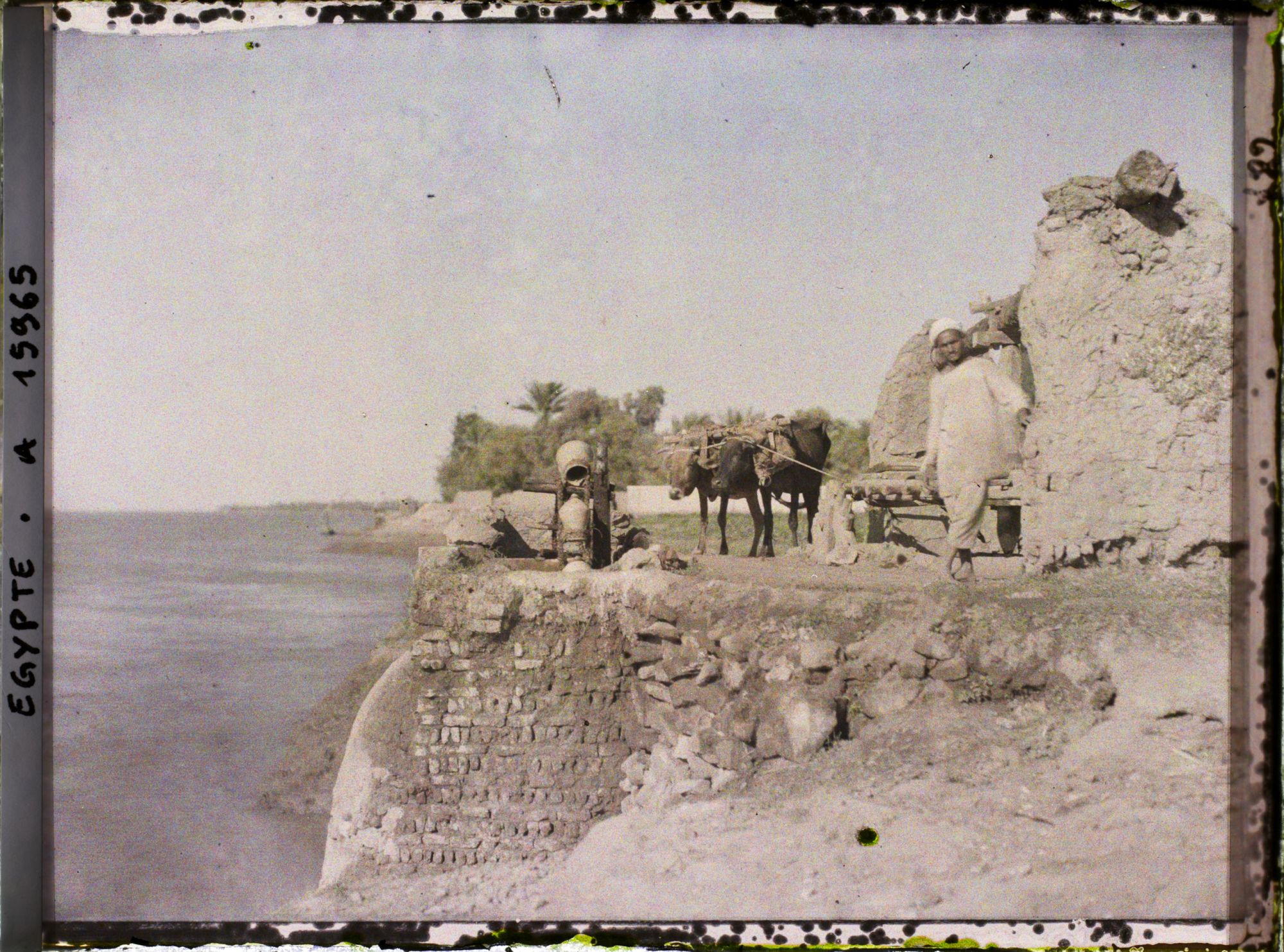 Image représentant Sakiéh à bœuf au bord du Nil