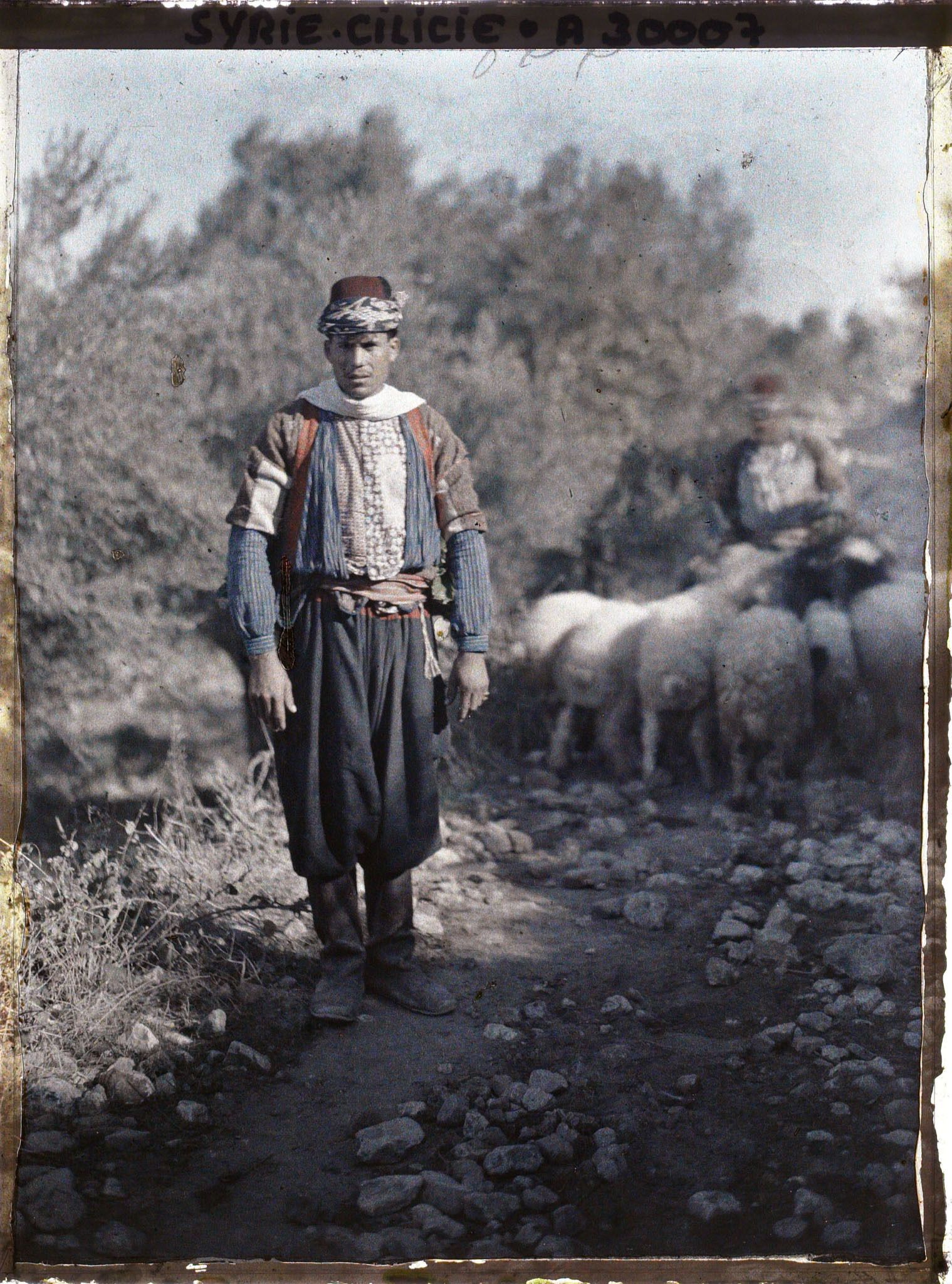 Image représentant Berger turc ou alawite