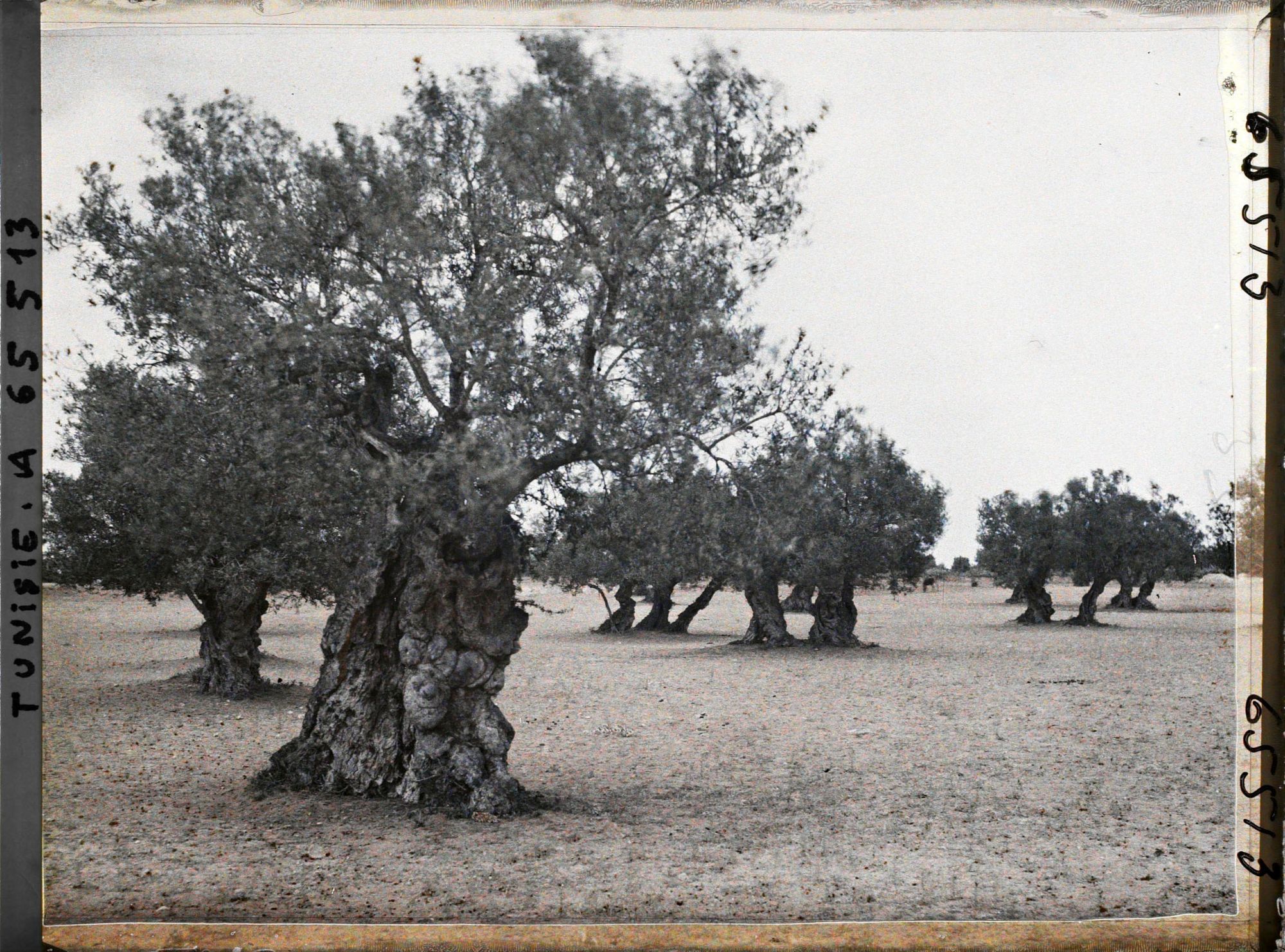 Image représentant Vieux oliviers dans une plantation (culture arabe)