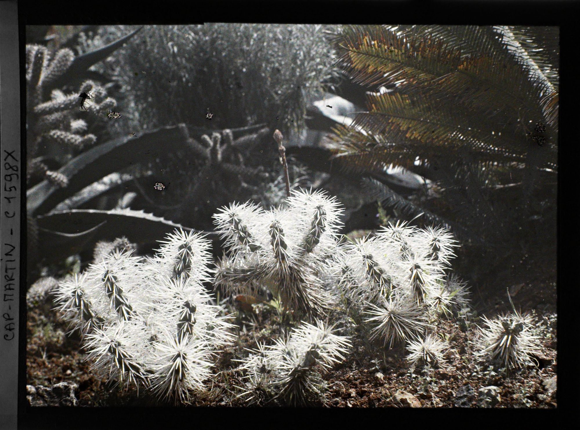 Image représentant Gros plan sur un cactus