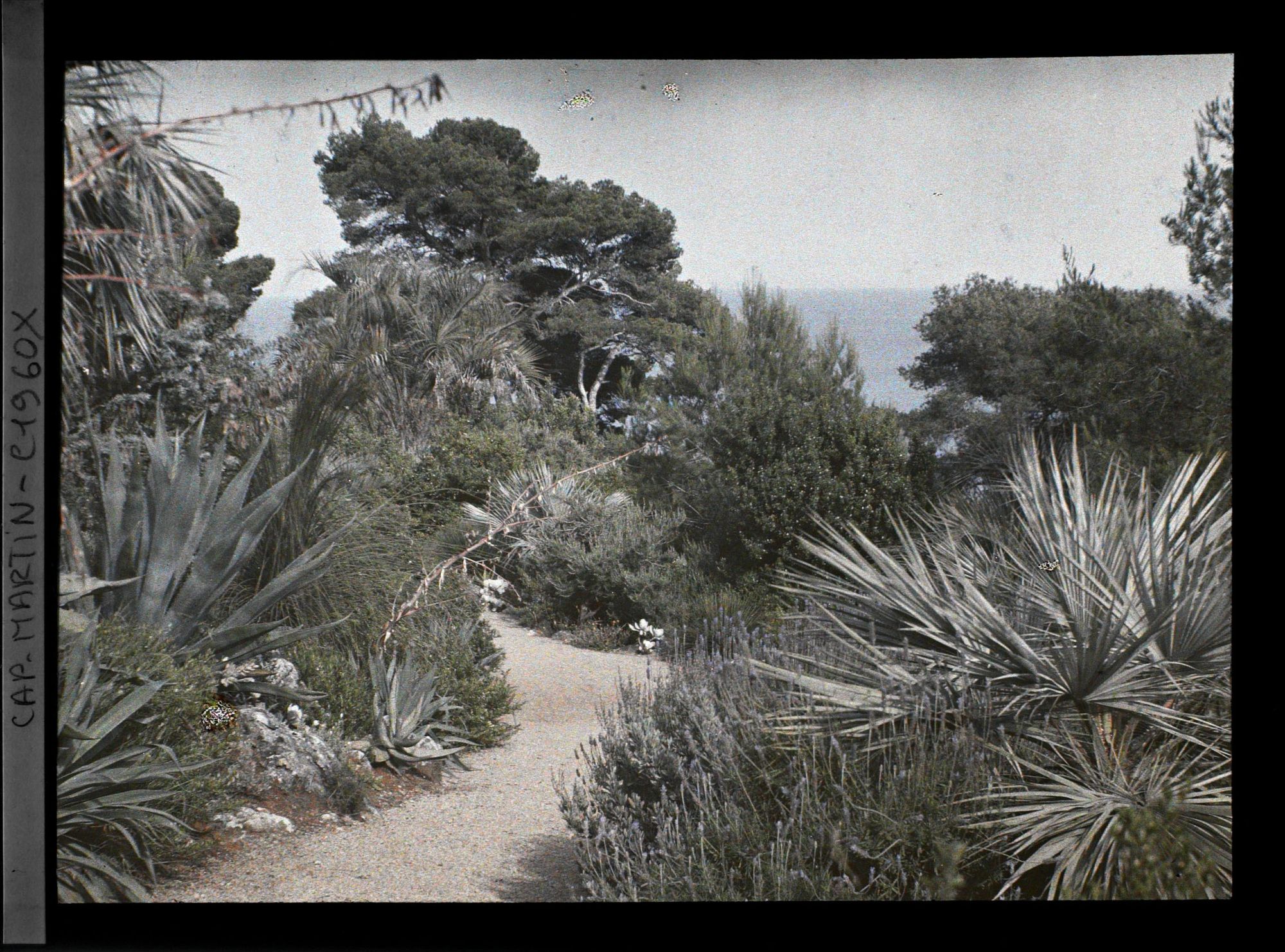 Image représentant Bifurcation d'allées bordées de lavandes, palmiers, agaves et beschornérias, vue vers la mer