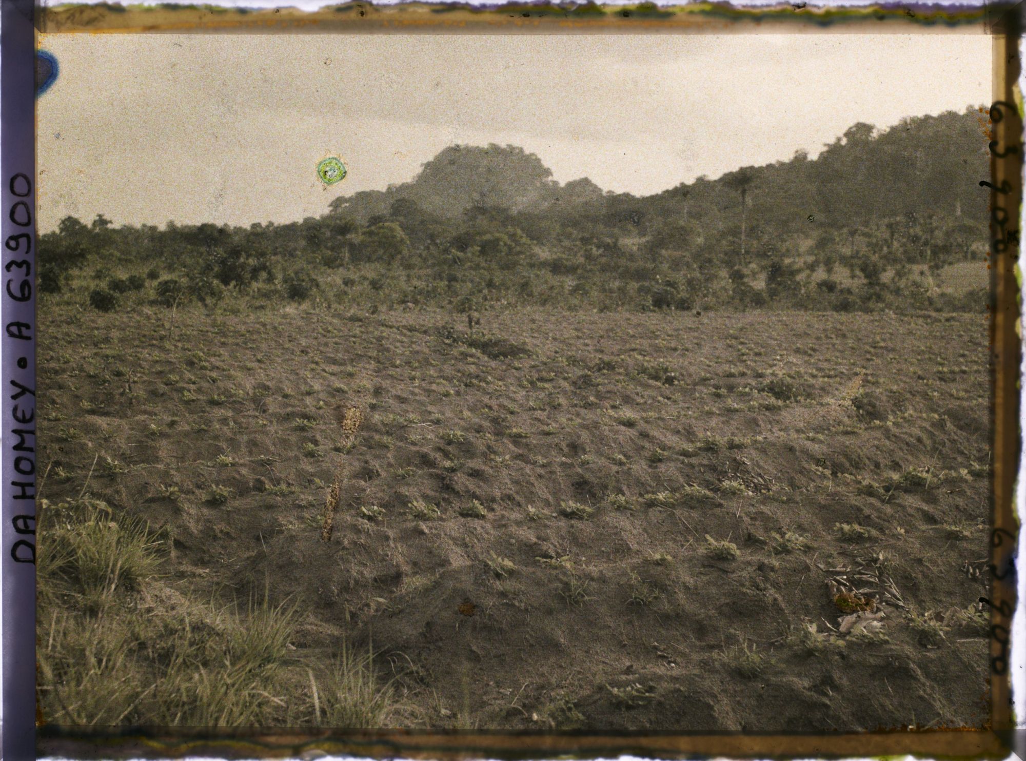 Image représentant Culture de l'arachide