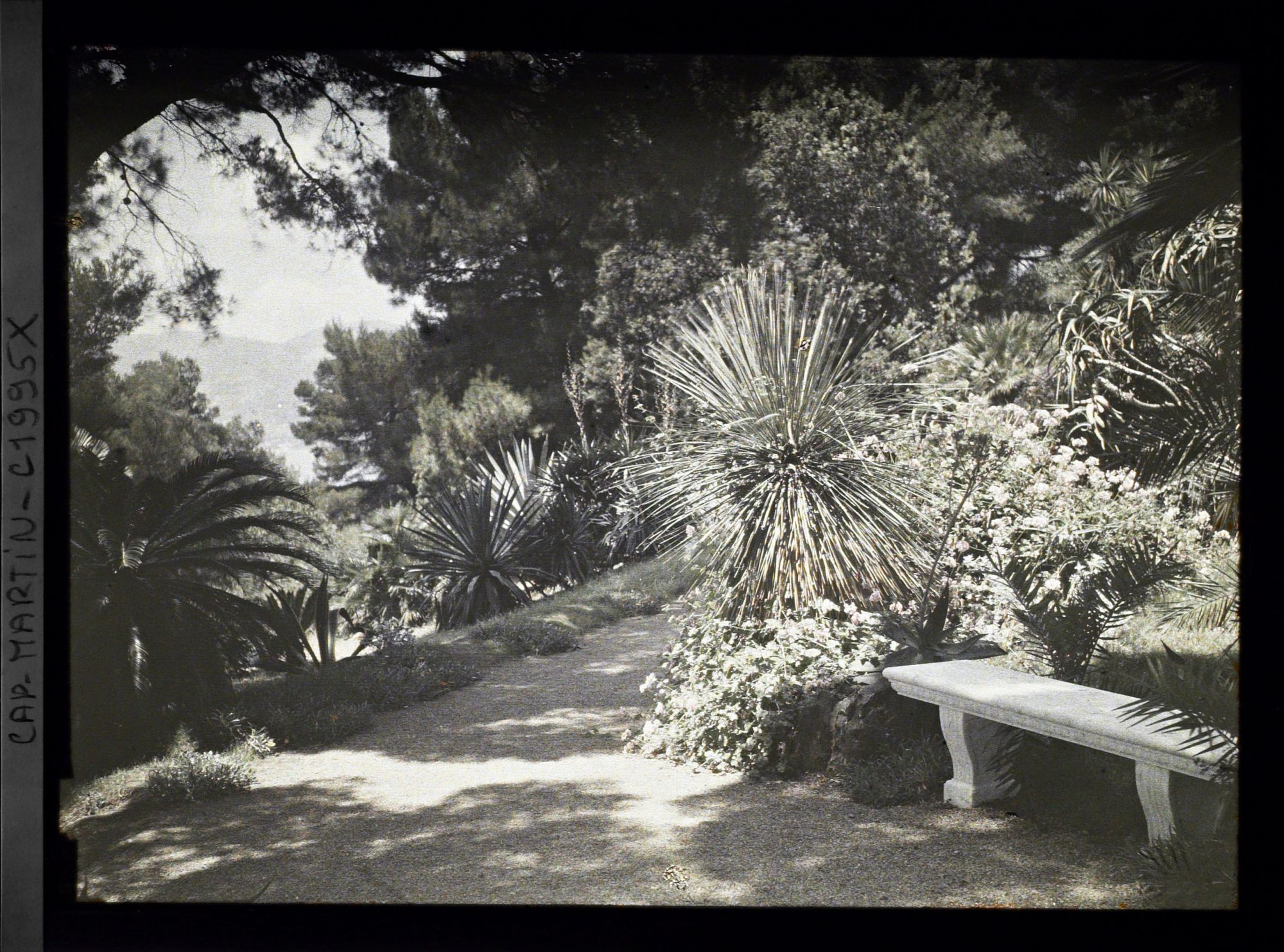 Image représentant Agaves, cycas et autres plantes exotiques du jardin de la villa Miramar, vus en direction de Monaco