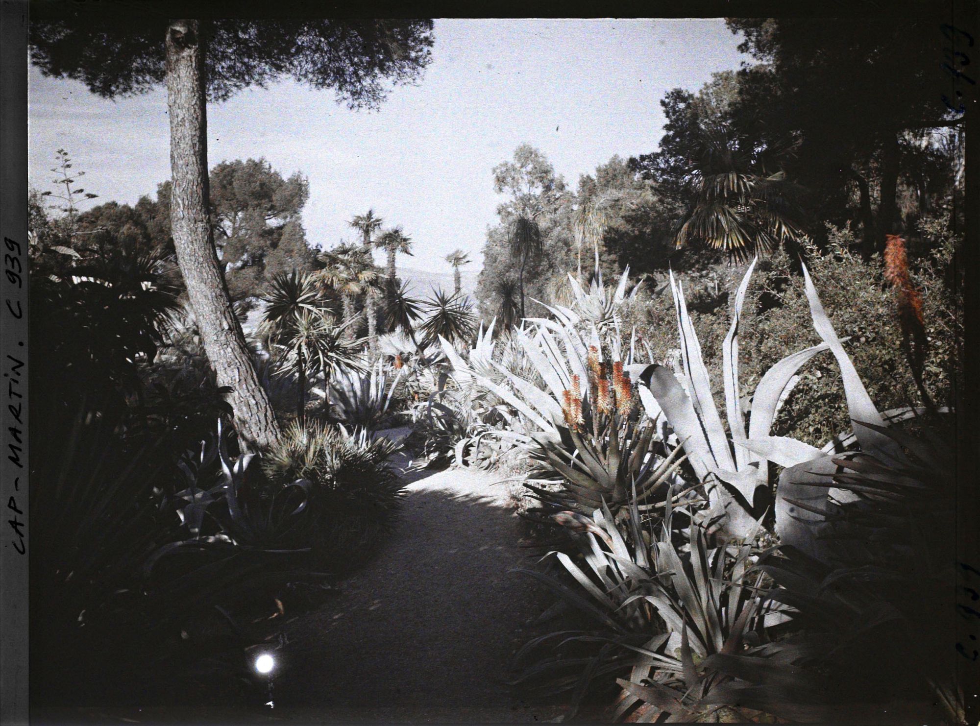 Image représentant Le Jardin (matin)