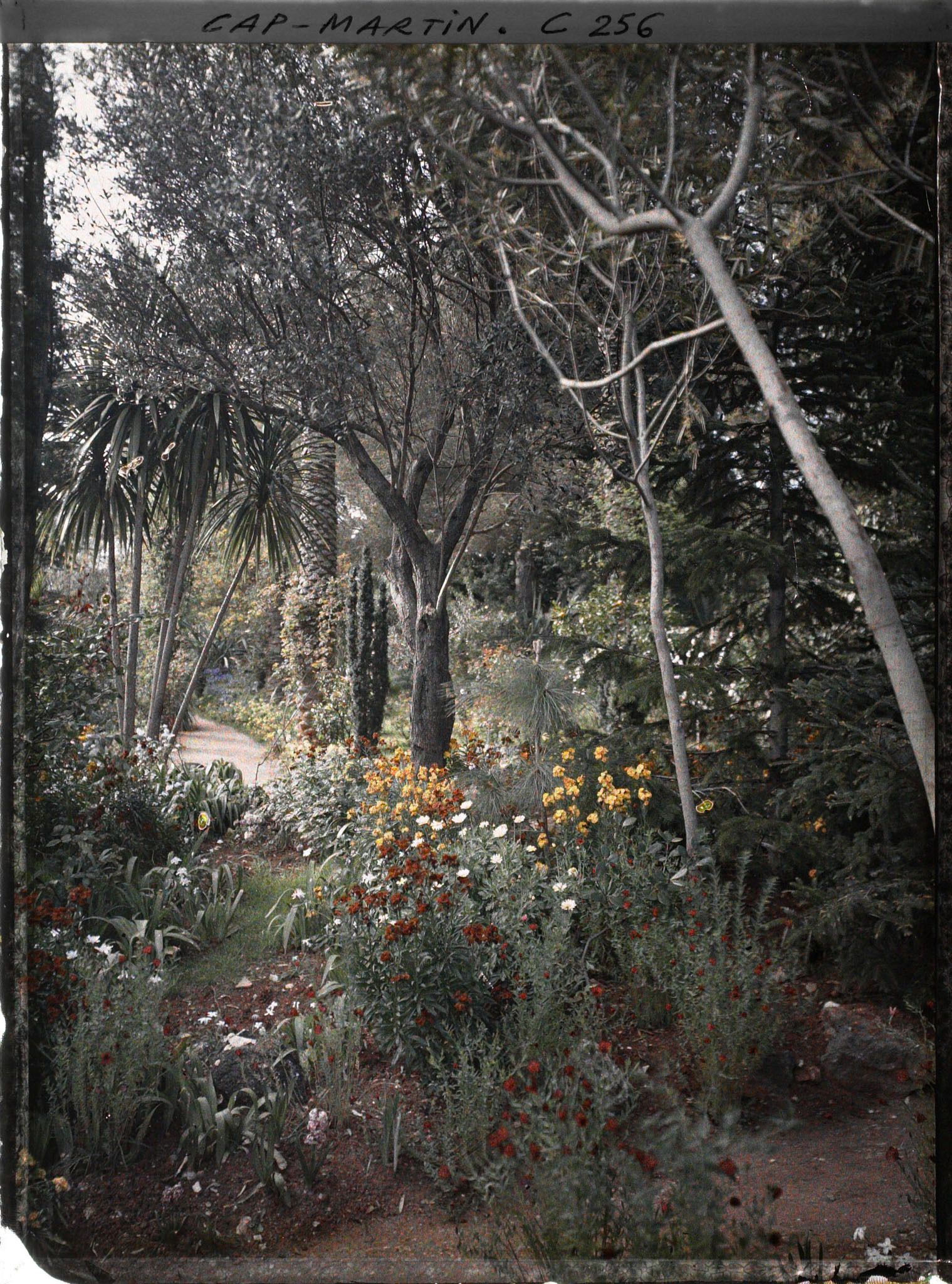 Image représentant Cap-Martin - Giroflées - Le Jardin