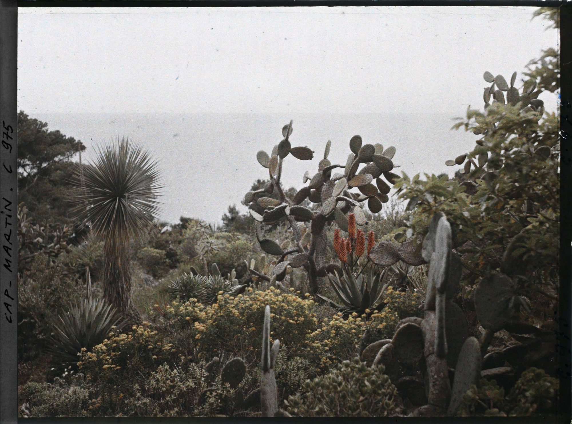 Image représentant Figuiers de Barbarie, vue vers la Mer