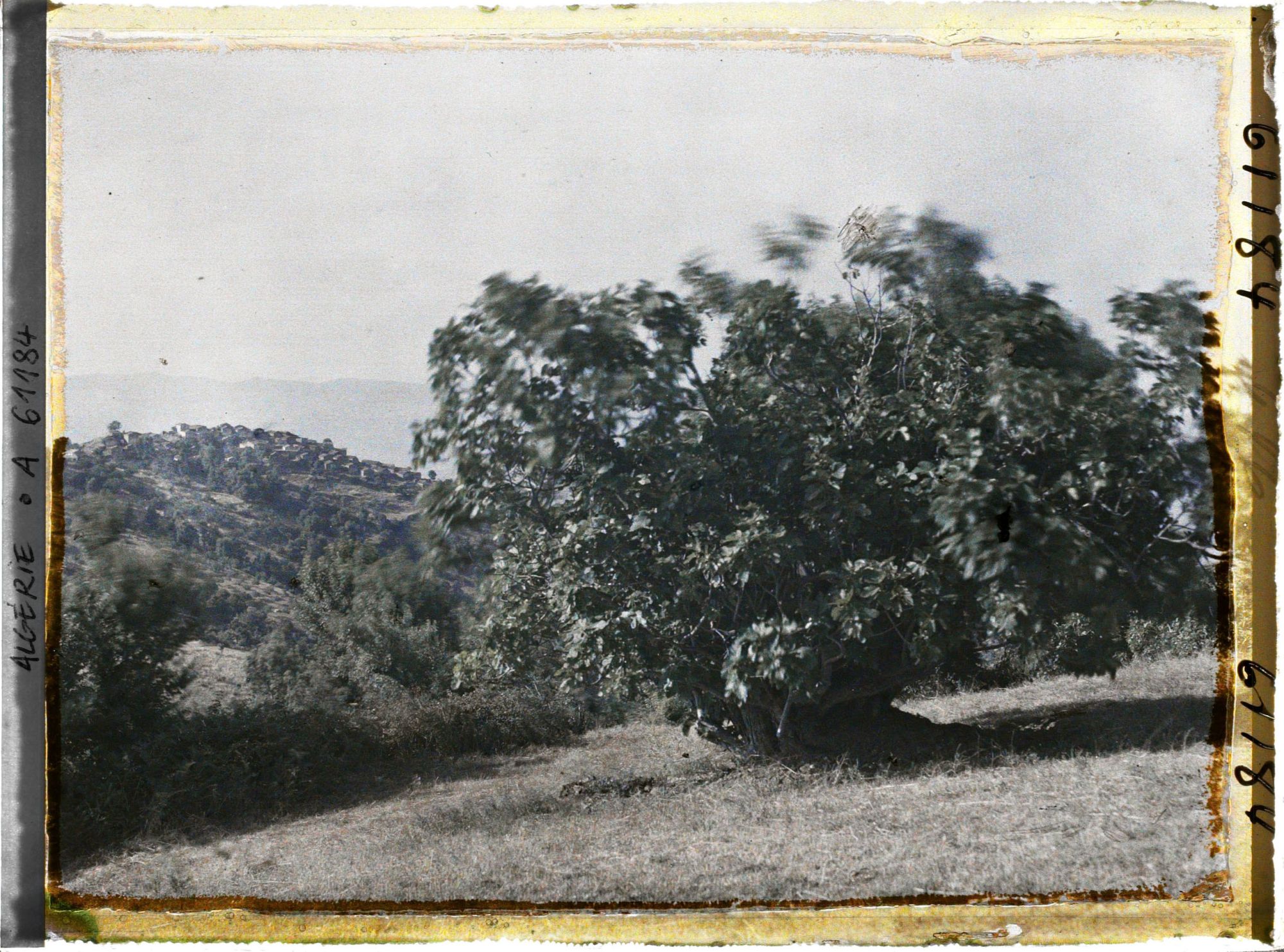 Image représentant Plantation de figuiers et village à l'arrière-plan