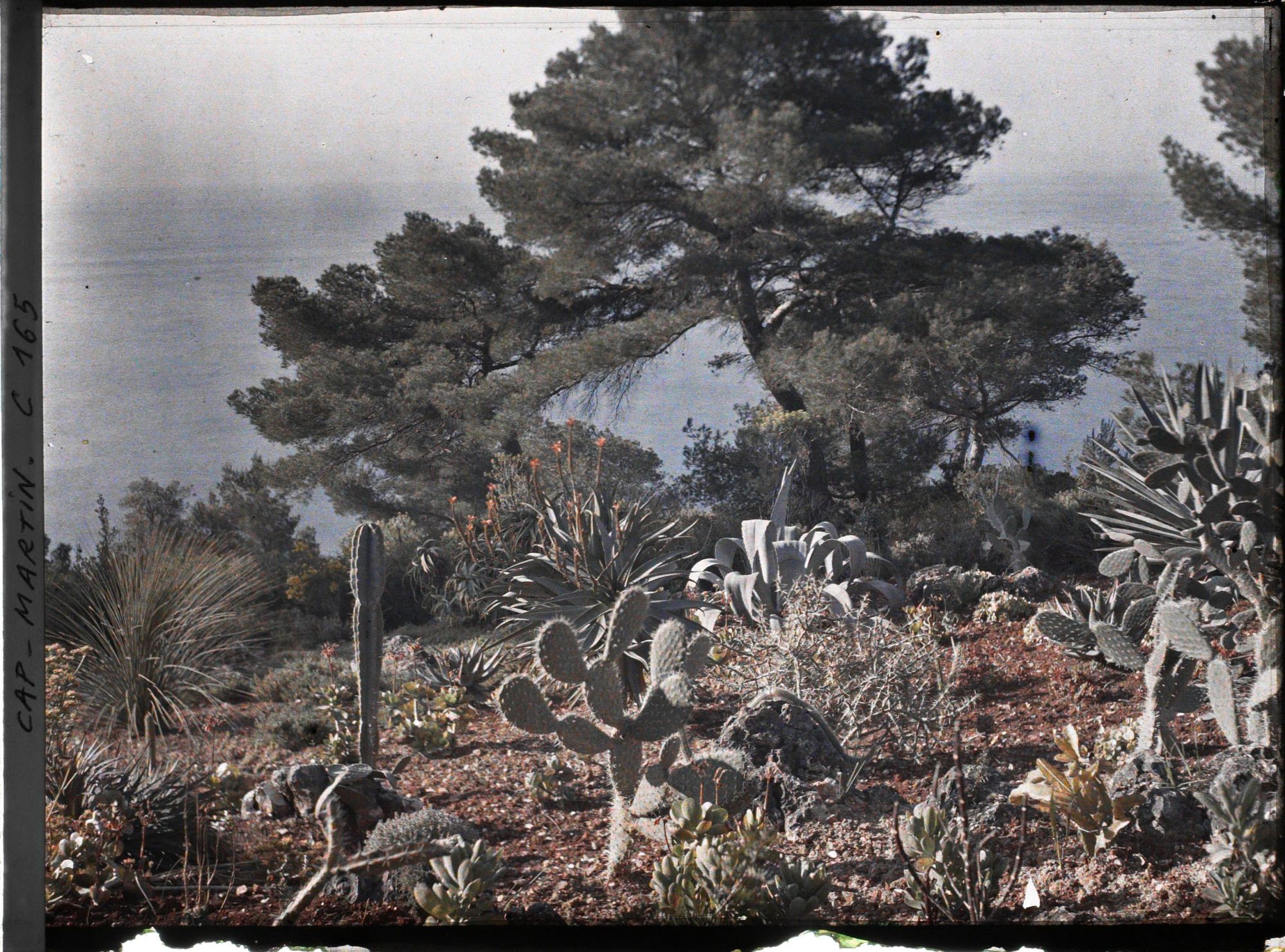 Image représentant Cap Martin - Le Jardin