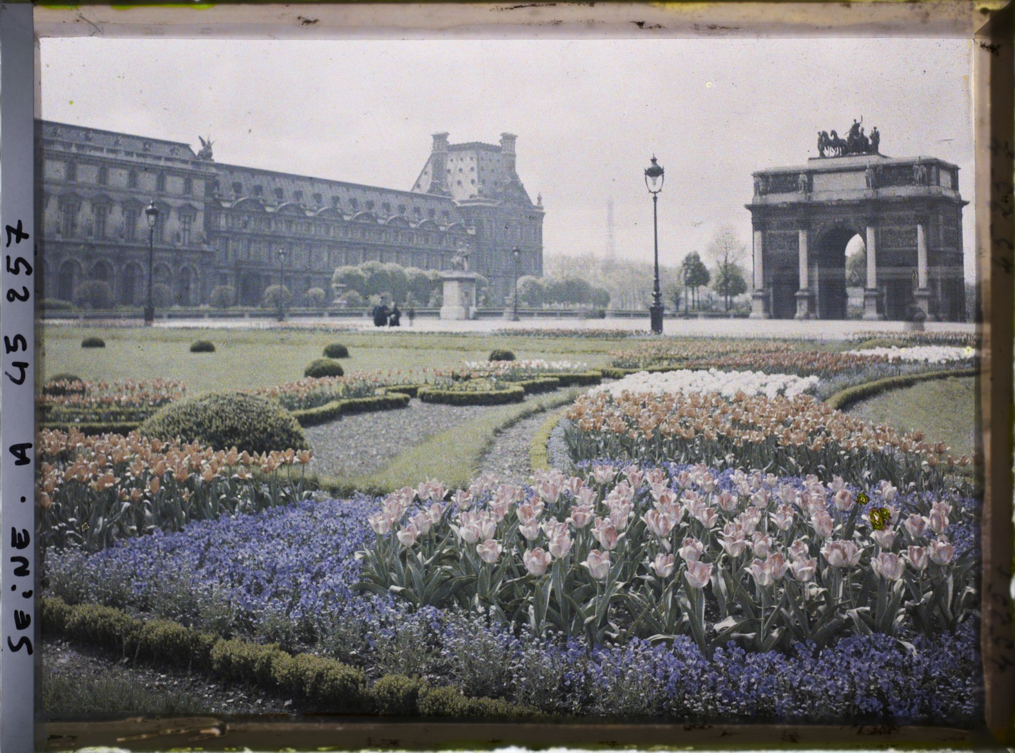 Image représentant Les tulipes au jardin des Tuileries