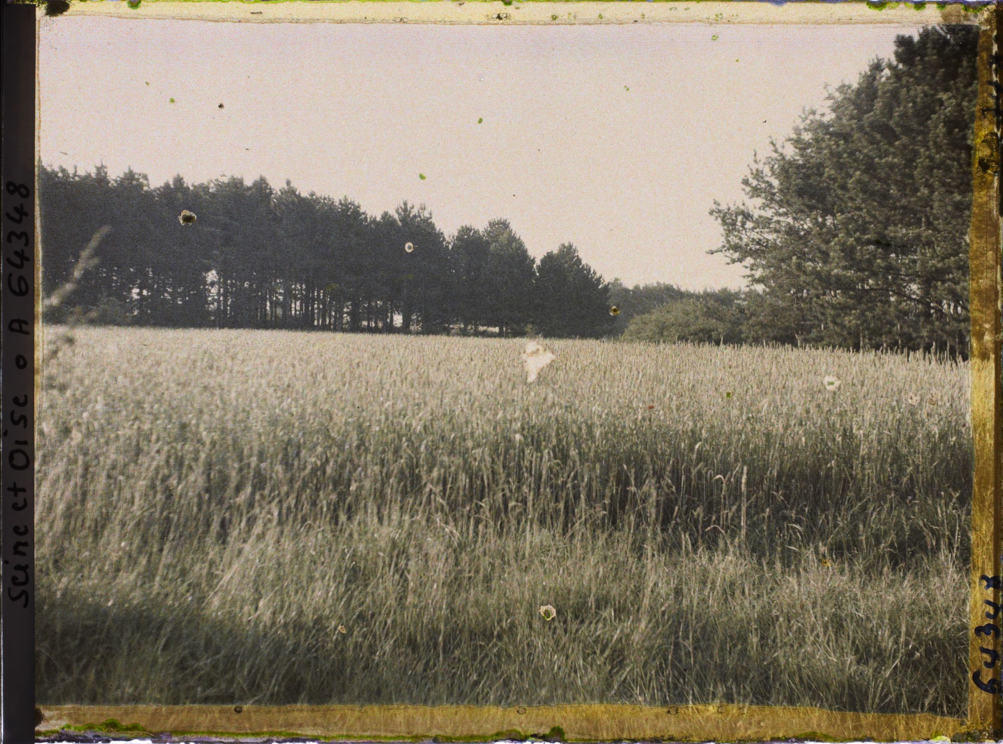 Image représentant Ile de France, Vallangoujard, Champ de blé