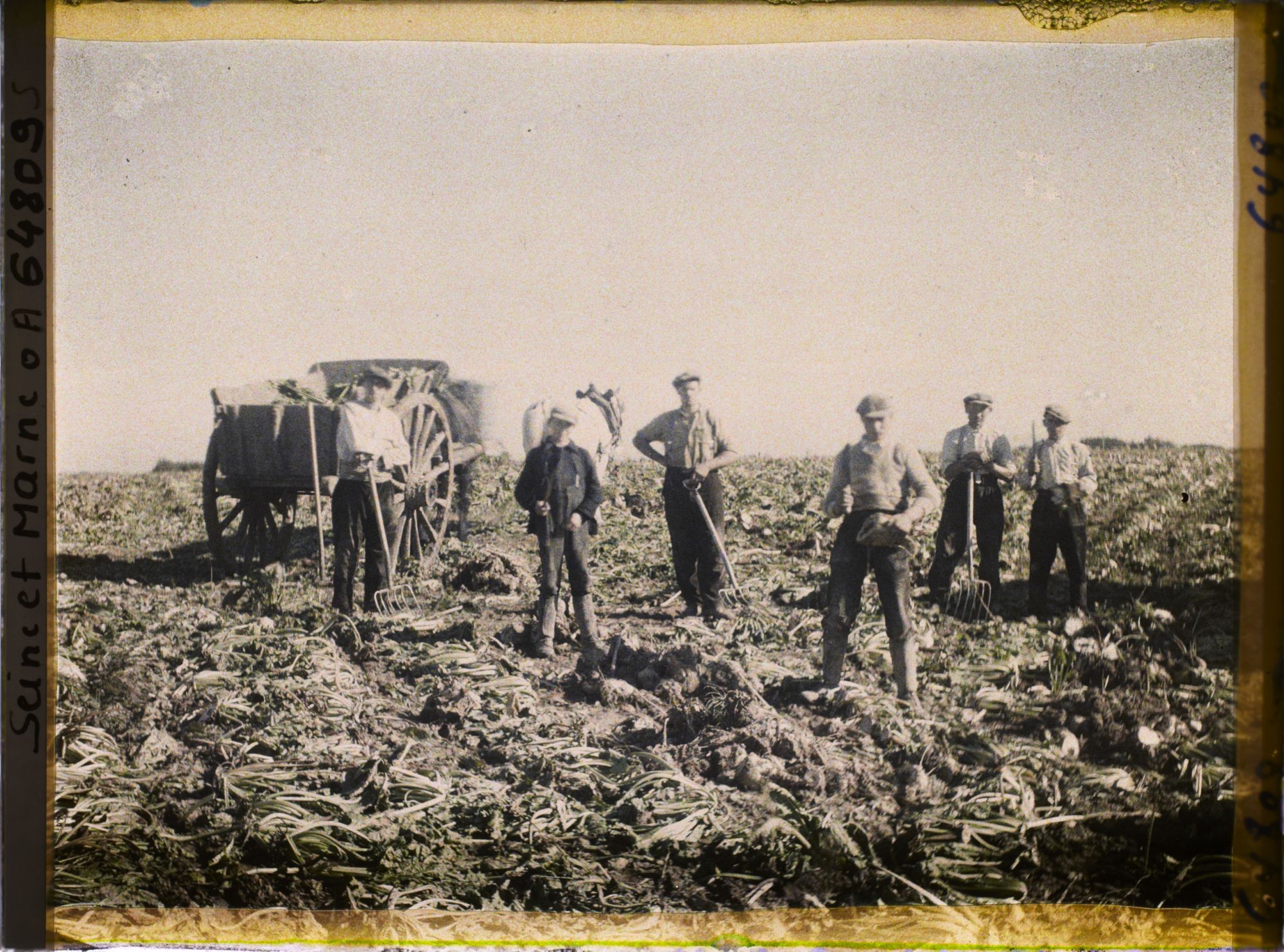 Image représentant Seine et Marne, Guermantes, Ouvriers agricoles arrachant les betteraves