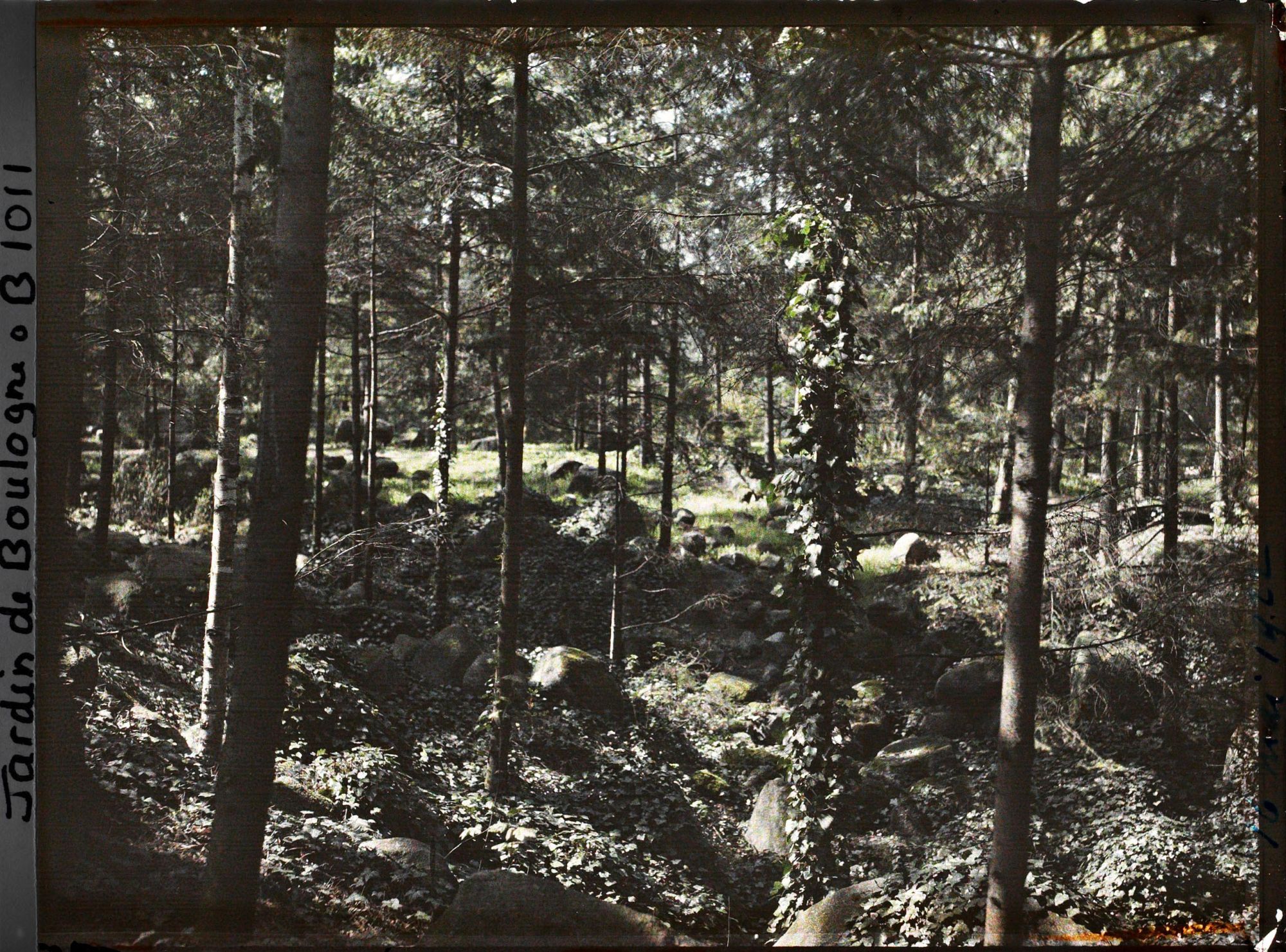 Image représentant La forêt vosgienne
