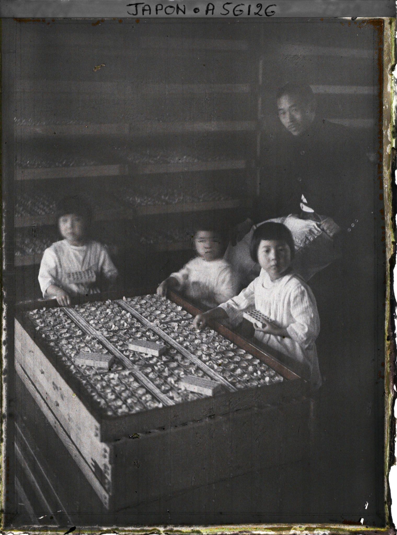 Image représentant Préparation des cartons de papillons pour la ponte