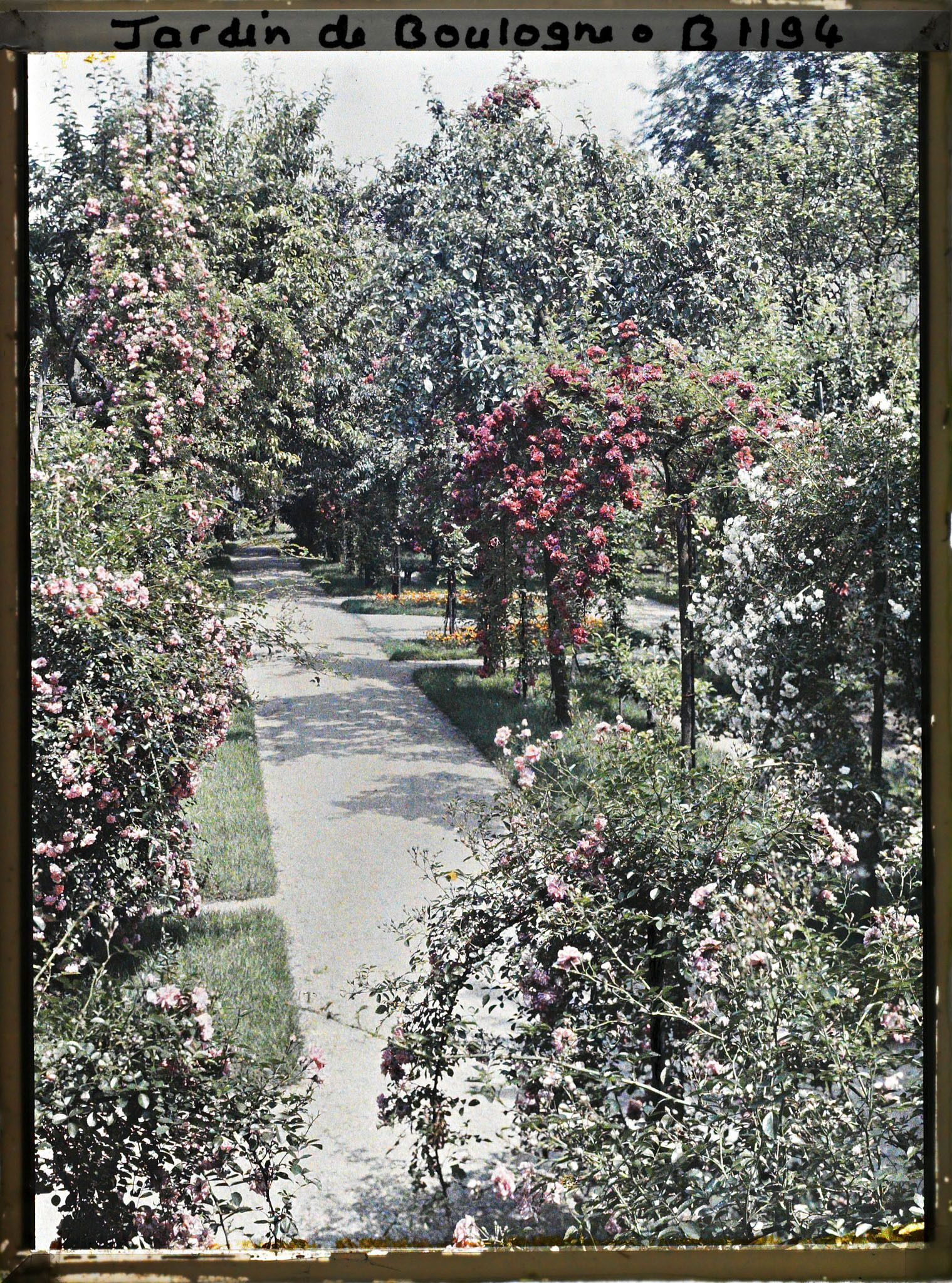 Image représentant Rosiers en fleurs au bord d'une allée menant à la forêt bleue, dans la partie est du verger-roseraie