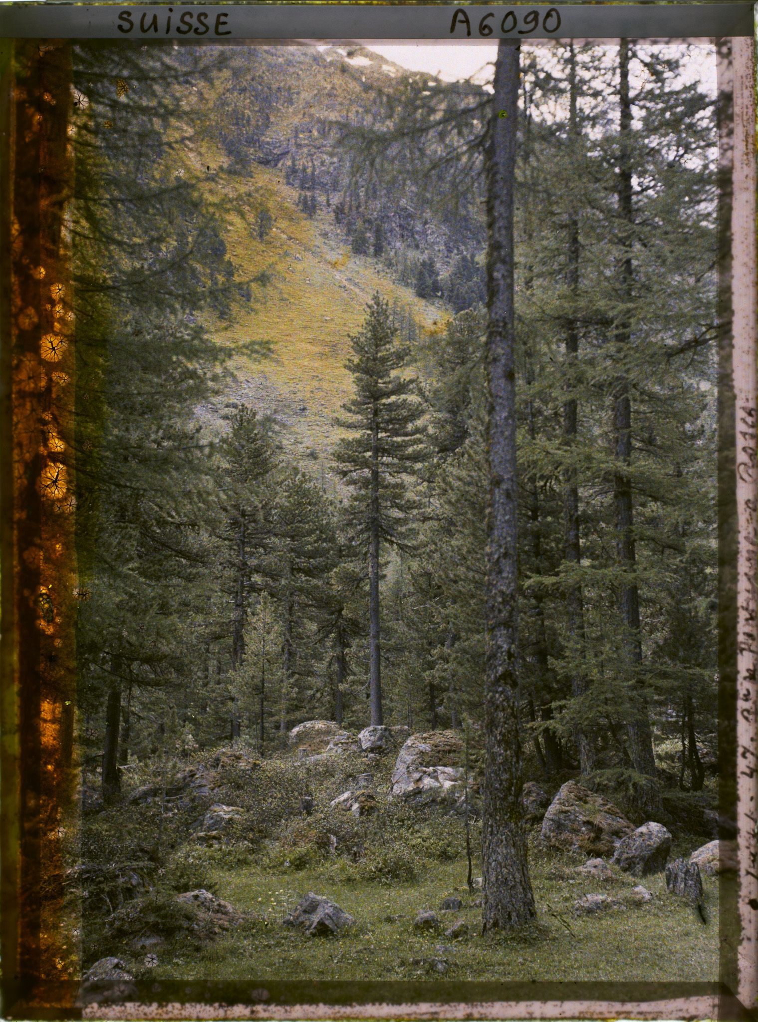 Image représentant Paysage de forêt dans la région de Roseg