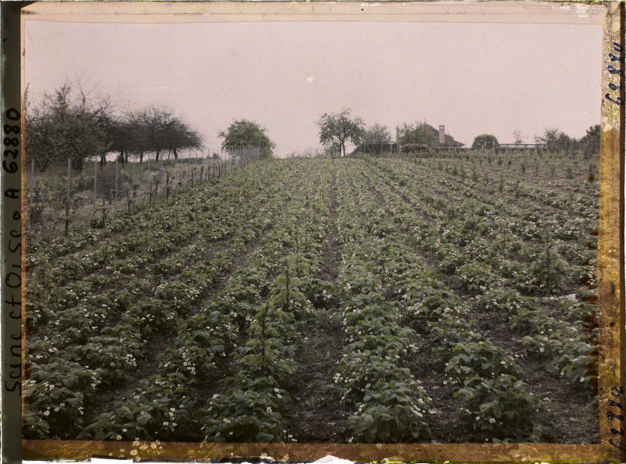 Image représentant France, Louveciennes, Culture de fraisiers