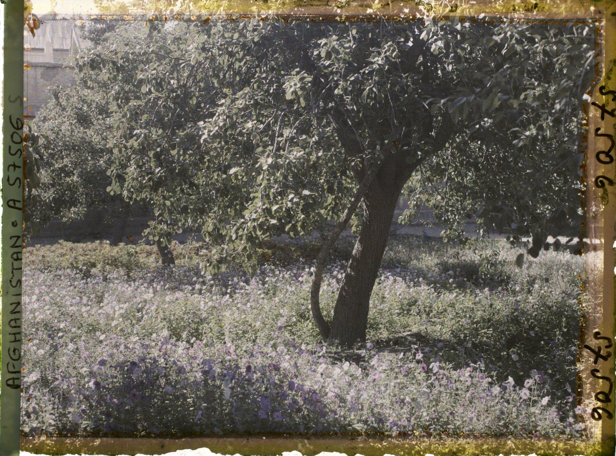 Image représentant Dans un parc (sans doute celui du mausolée d'Abdour Rahmân)