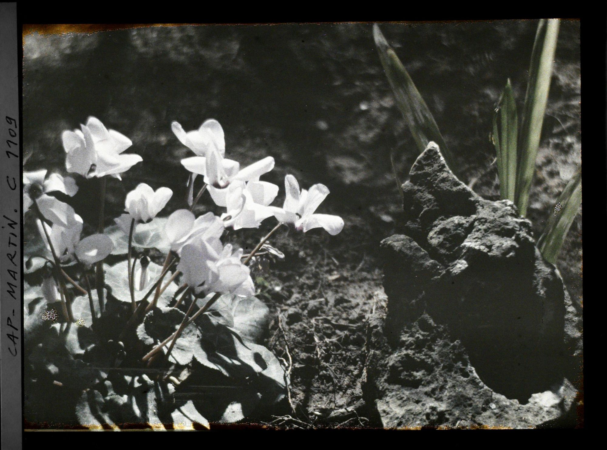 Image représentant Cyclamen en fleurs