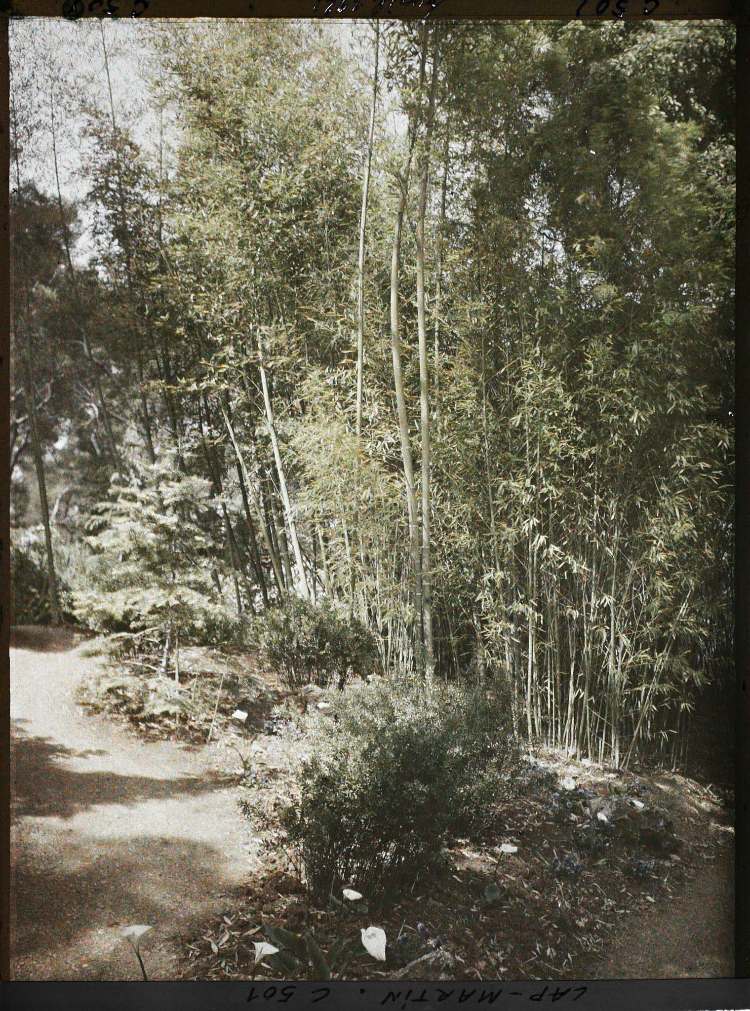 Image représentant Cap Martin Le Jardin