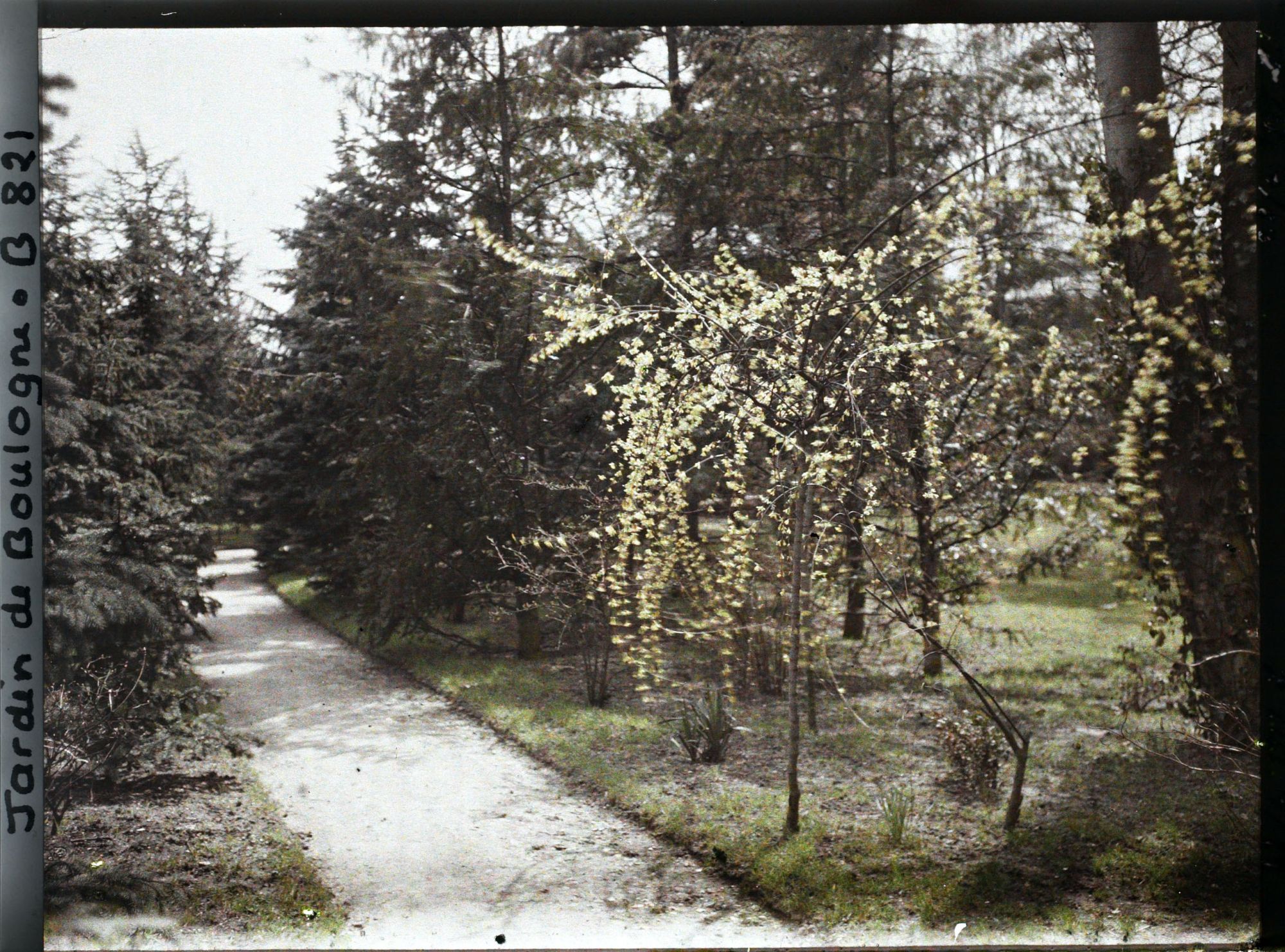 Image représentant Près de la forêt bleue