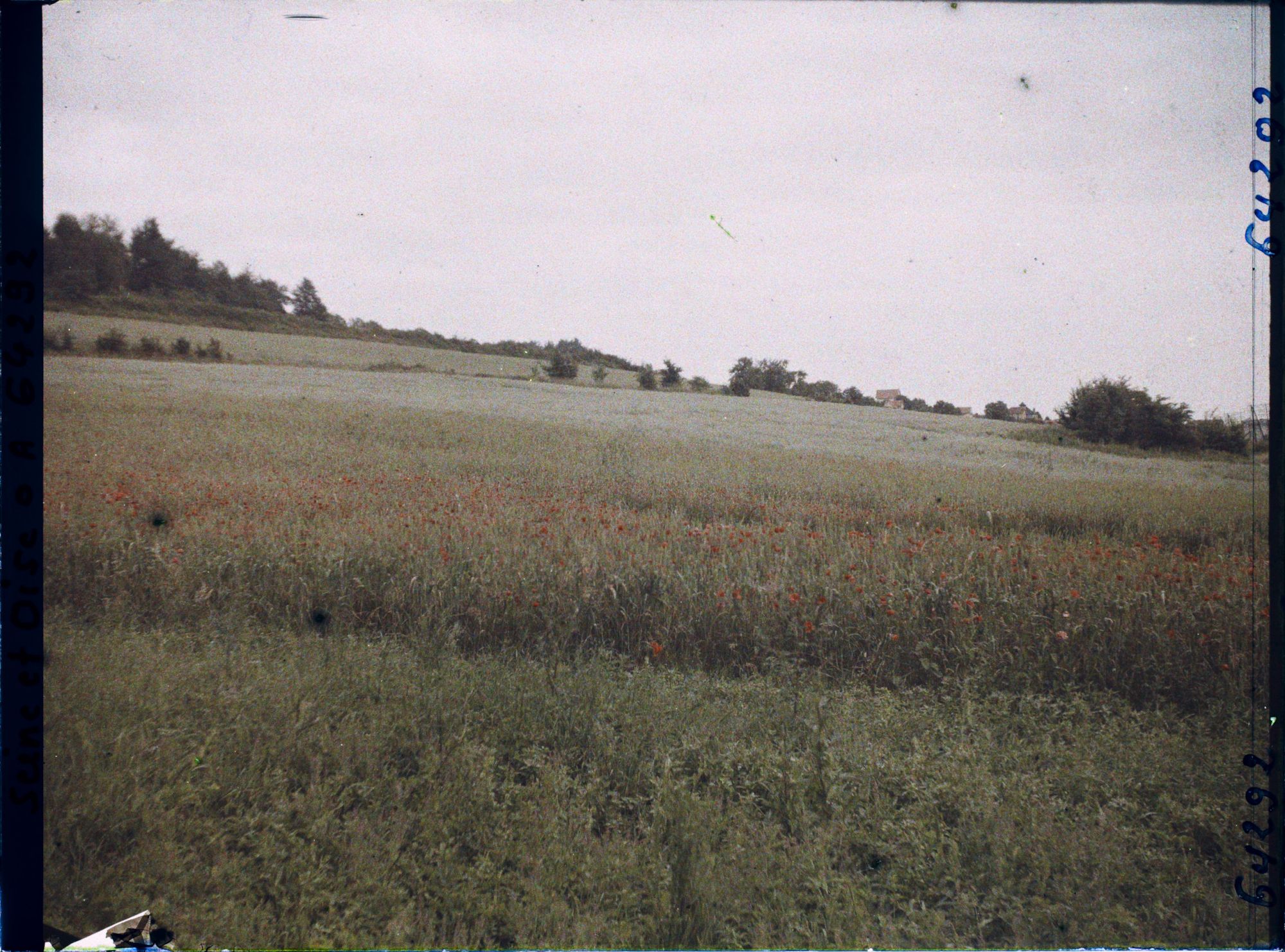 Image représentant Ile de France, Presles, Blé et Coquelicots