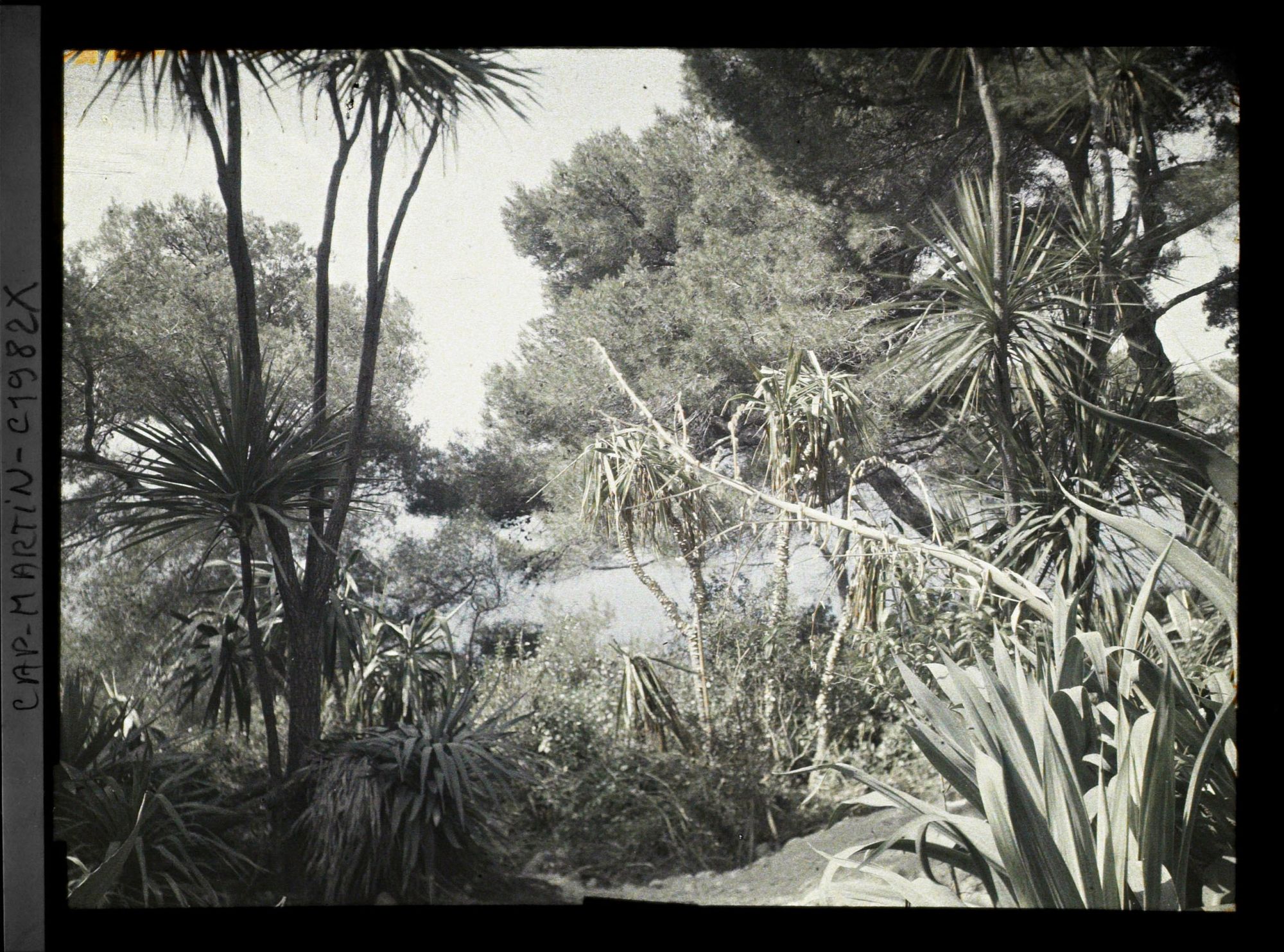 Image représentant Végétaux exotiques divers et végétation spontanée, au bord d'un sentier dominant la mer