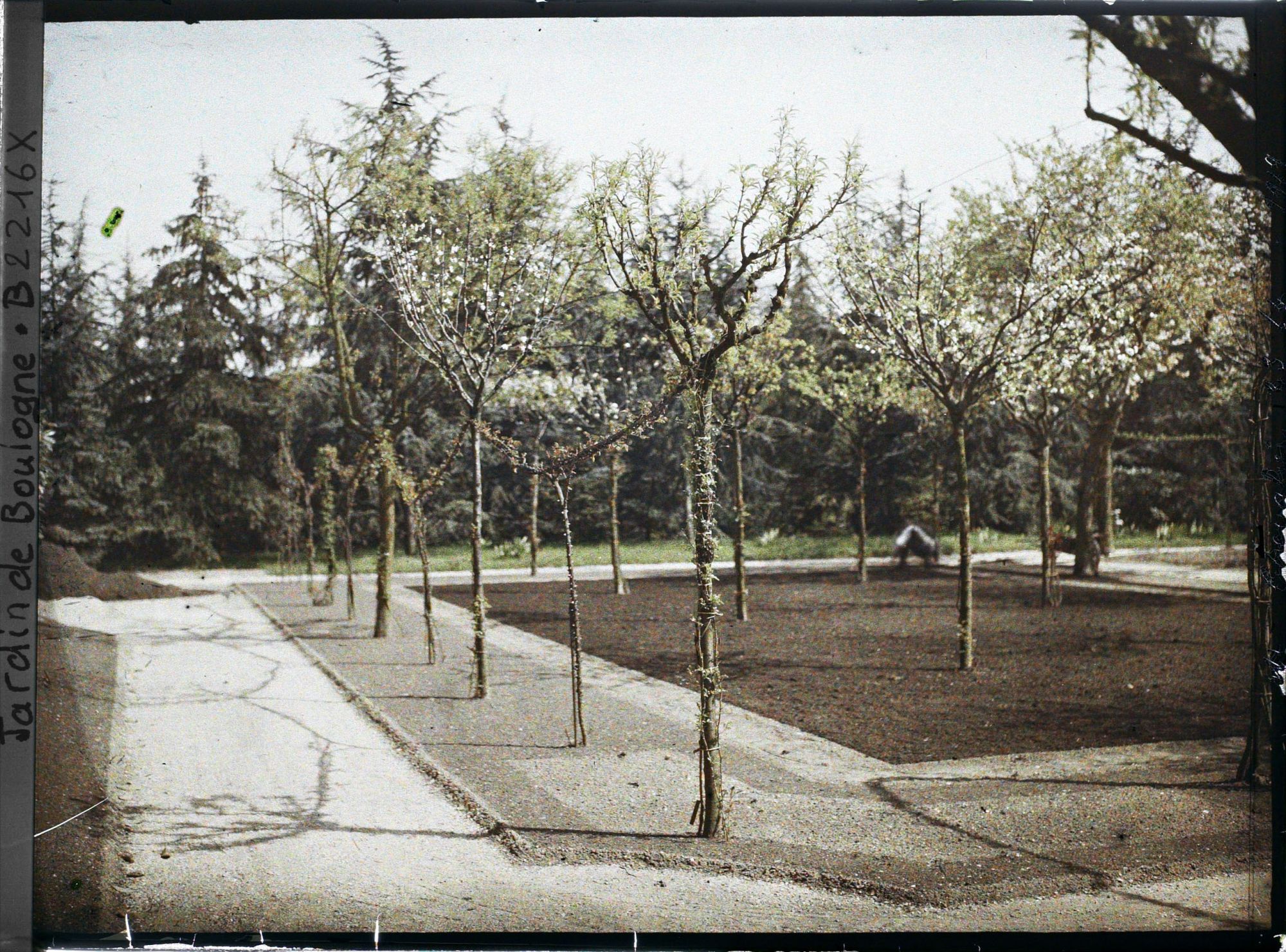 Image représentant Partie nord-ouest du verger-roseraie en cours de travaux et vue en direction de la forêt bleue