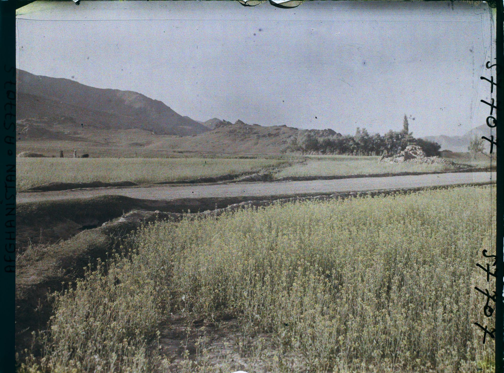Image représentant Afghanistan, Meidan, Paysage et Champ de Colza