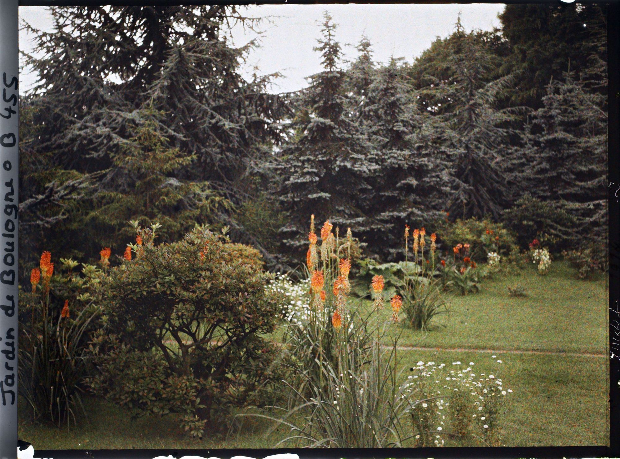 Image représentant Allée au sud du marais bordée de kniphofias en fleurs