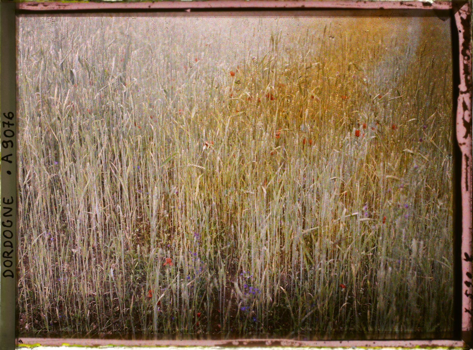 Image représentant France, Echantillonage de Cultures de blé durant la guerre : culture imparfaite et inégalité des tiges : coquelicots, un peu de vesces et "alouettes" ou "pieds d'alouettes".