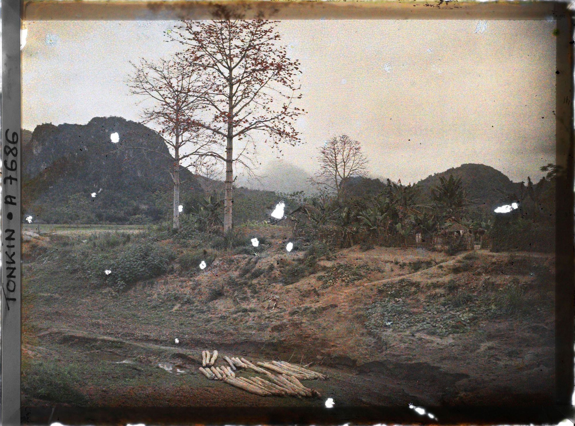 Image représentant Un kapokier en fleurs aux abords de la ville