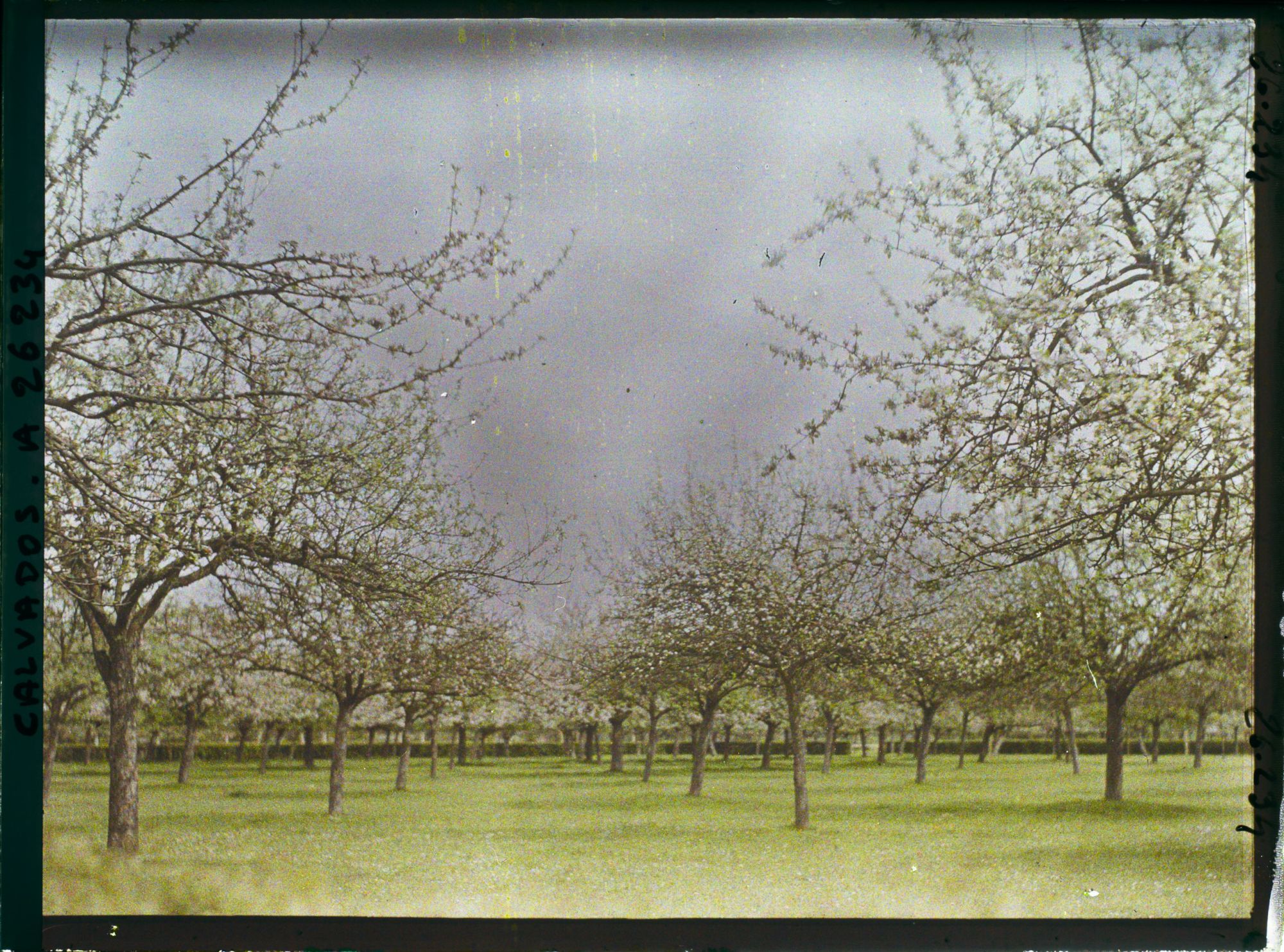 Image représentant Pommiers