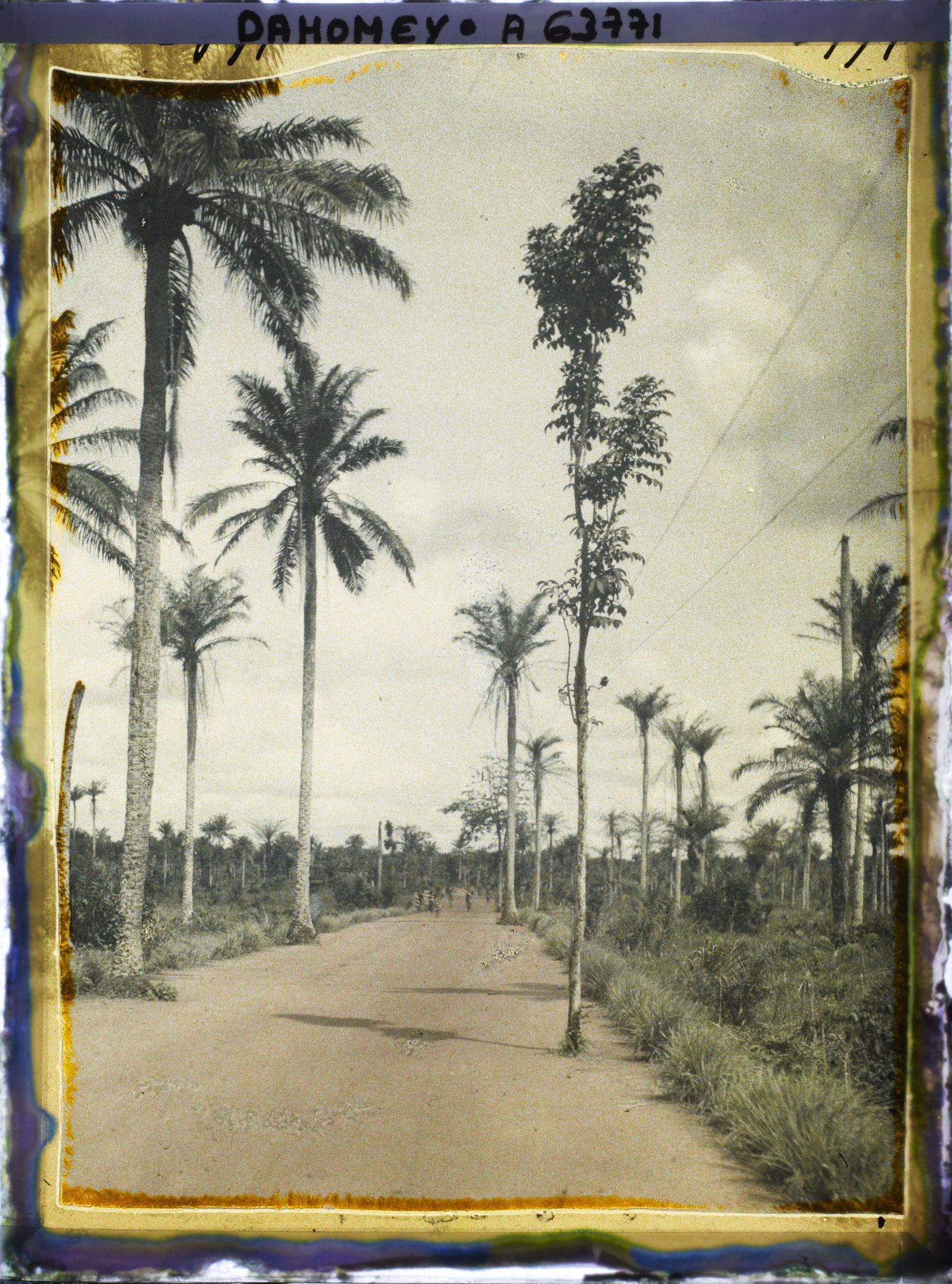 Image représentant Ligne télégraphique suspendue aux arbres le long de la route d'Adjohoun