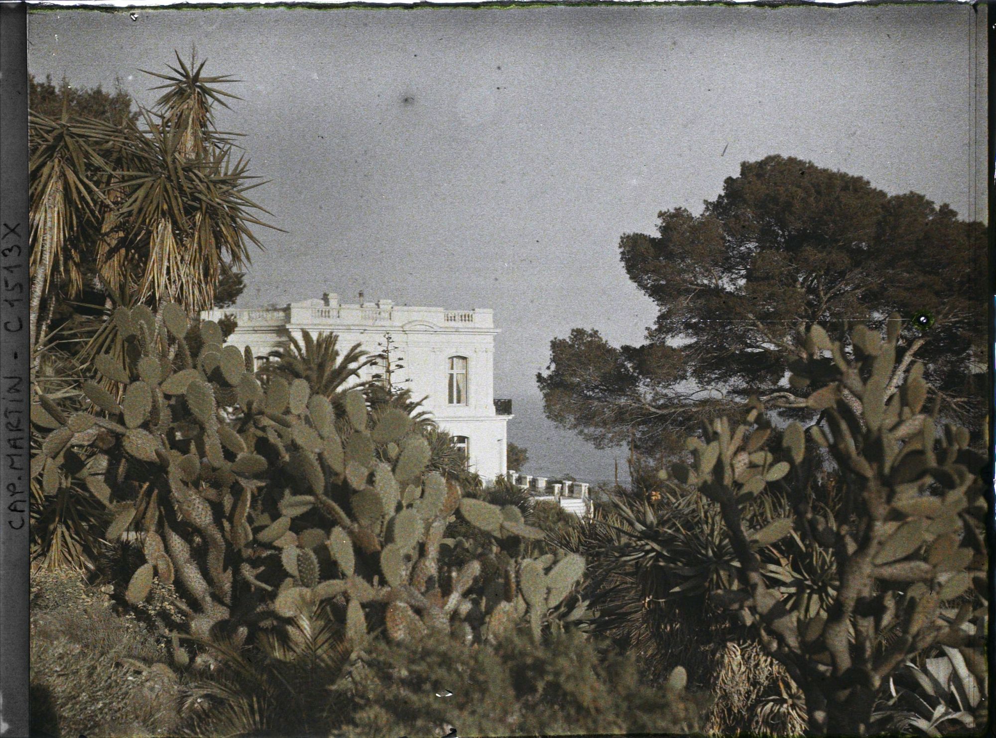 Image représentant Ensemble de plantes exotiques aux abords de la villa Kahn, dite villa Zamir