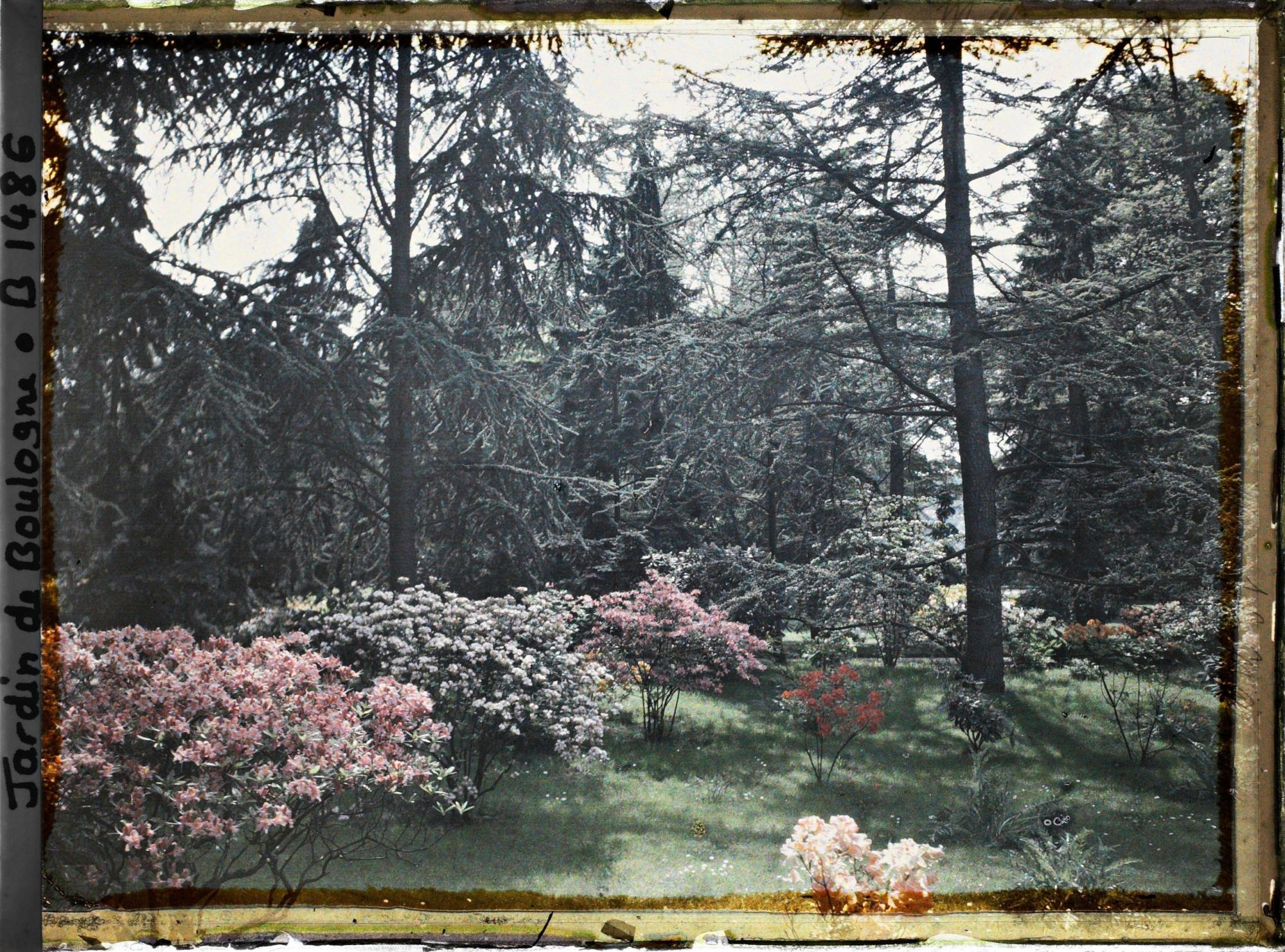 Image représentant Azalées dans la forêt bleue