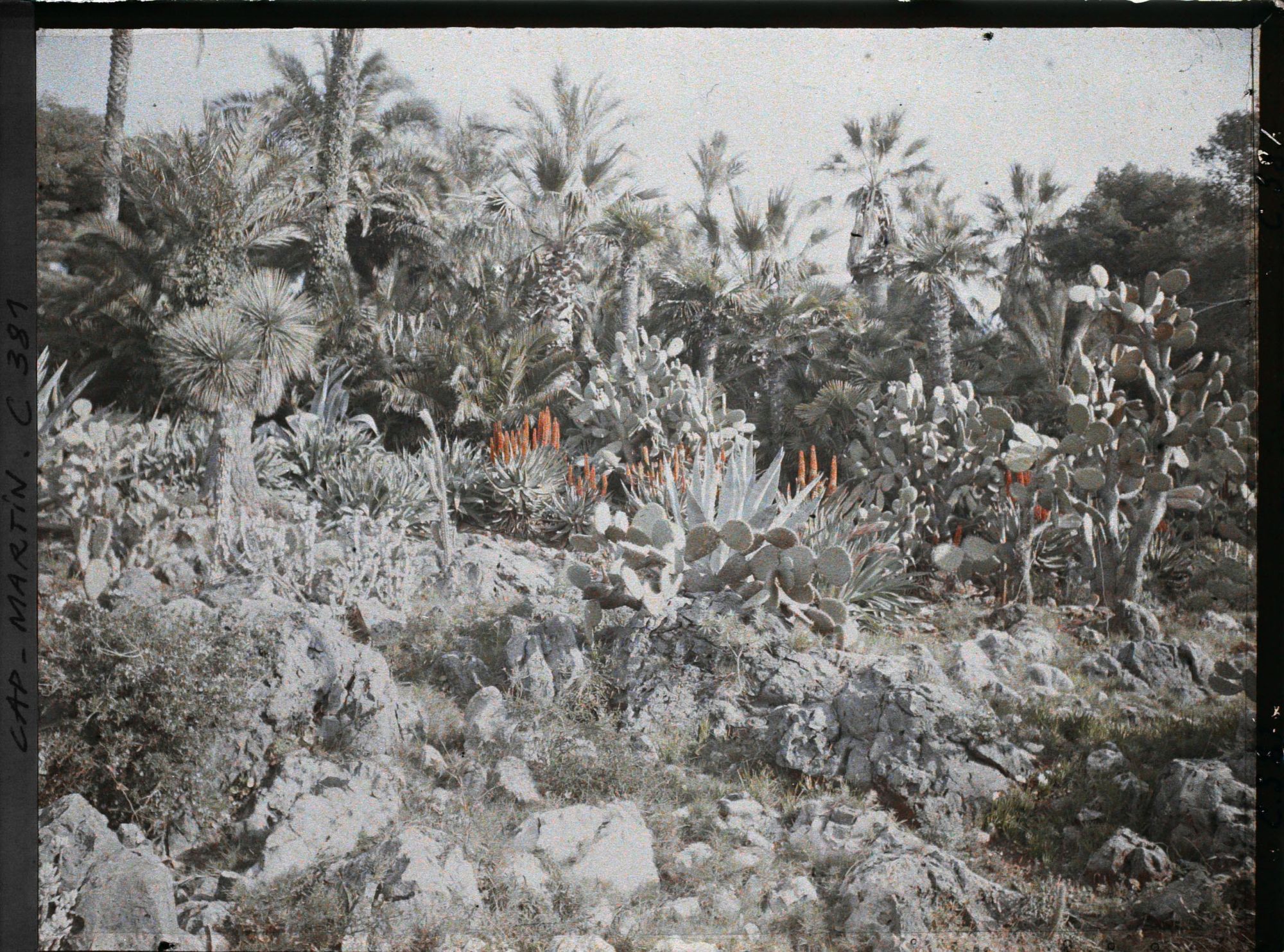 Image représentant Cap Martin Le Jardin