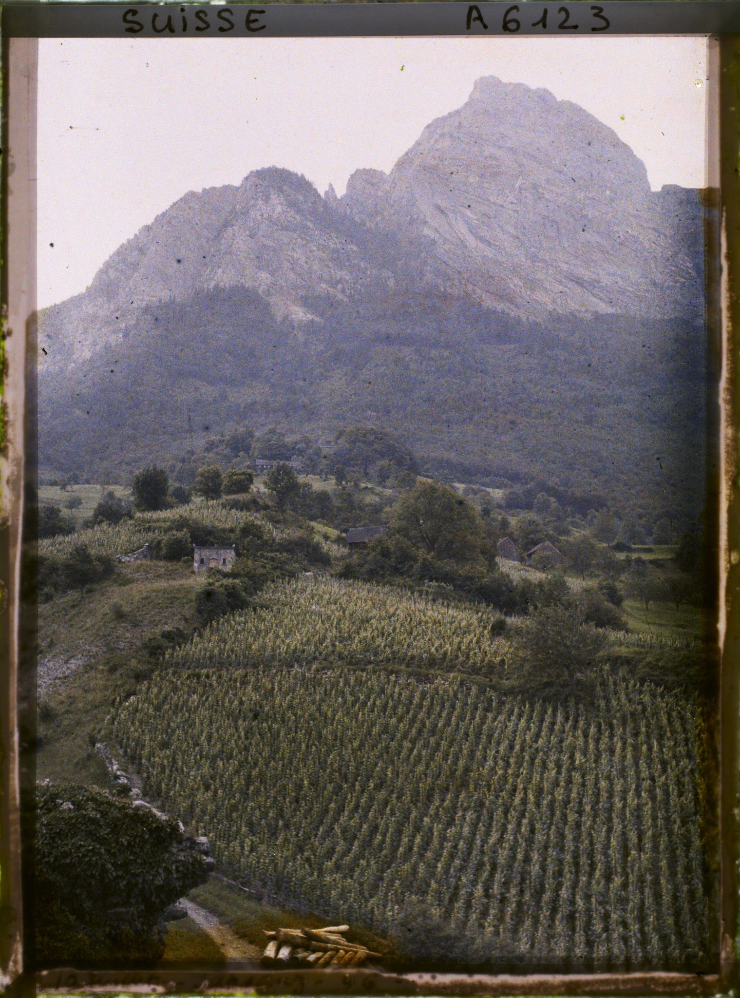 Image représentant Culture de la vigne aux abords du château de Sargans