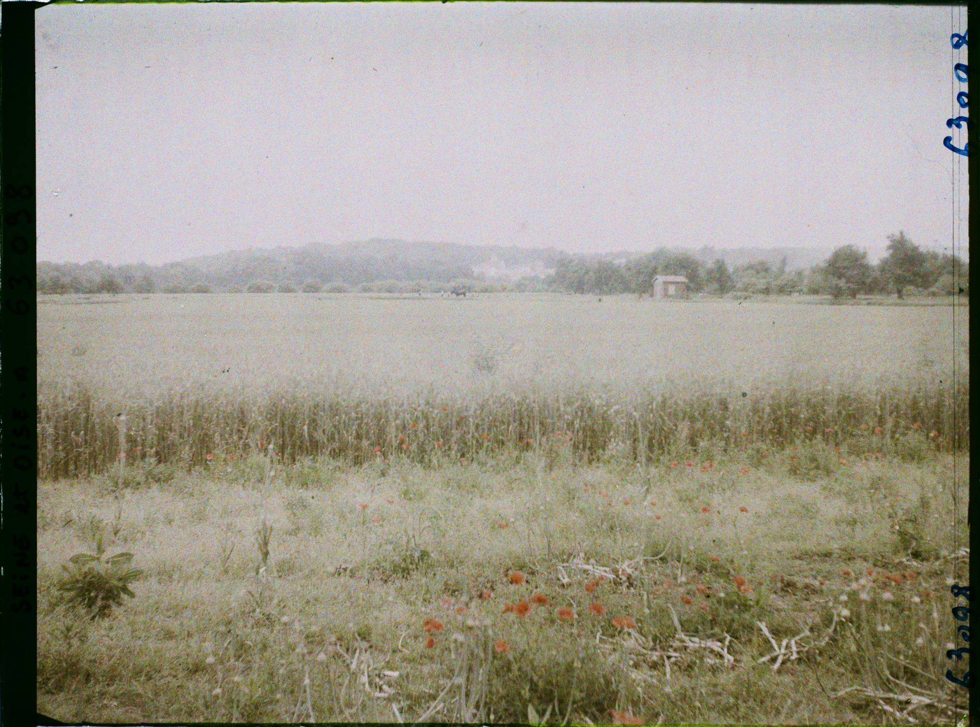 Image représentant Ile de France, Luzarches, Champ de blé en plaine