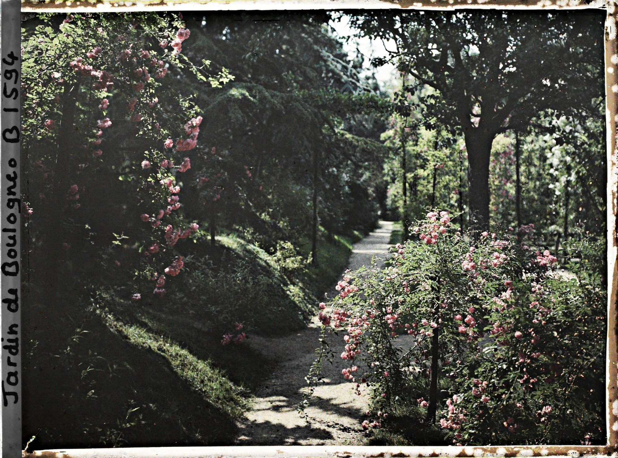 Image représentant Rosiers sur l'allée du verger-roseraie longeant le jardin japonais en direction de l'ouest